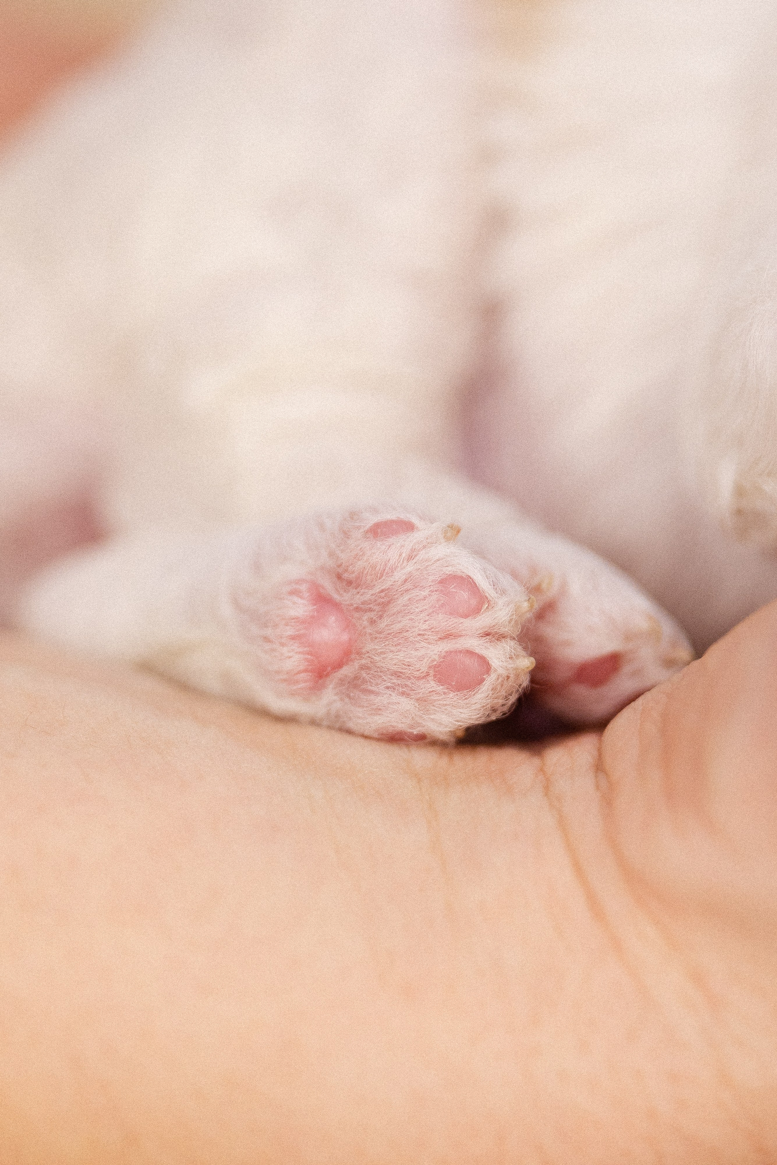 Лаготто Романьоло. Фотограф и видеограф анималист Аганина Дарья