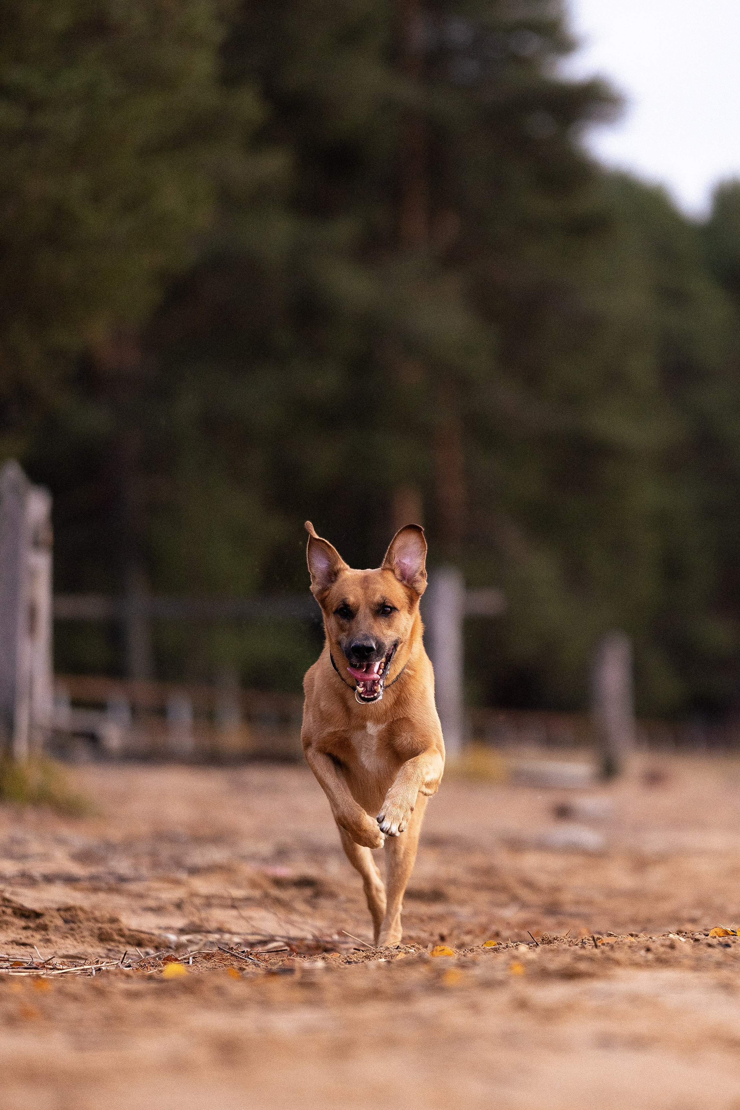Karelia. Фотограф и видеограф анималист Аганина Дарья