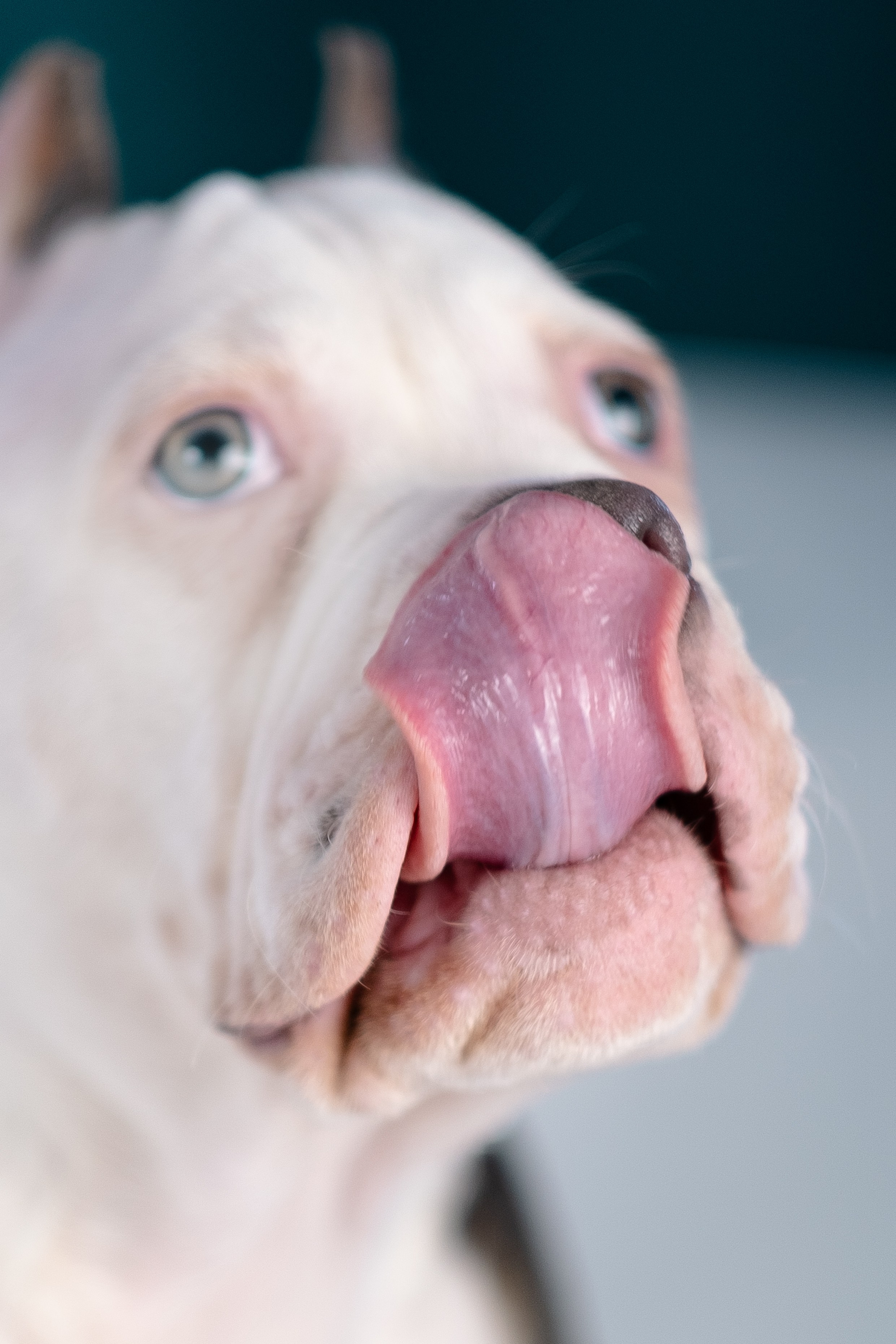 Зевс. Фотограф и видеограф анималист Аганина Дарья