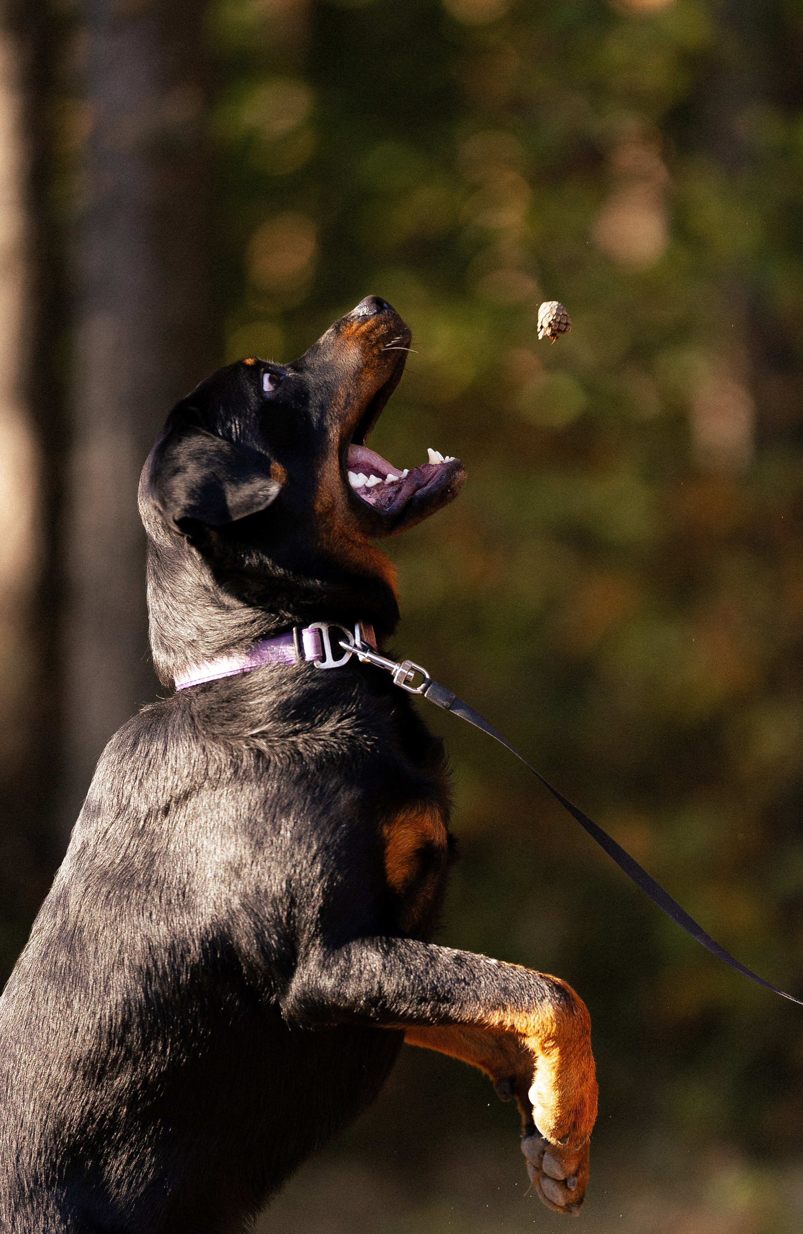 Катя, Леша, Лея и Трой. Фотограф и видеограф анималист Аганина Дарья