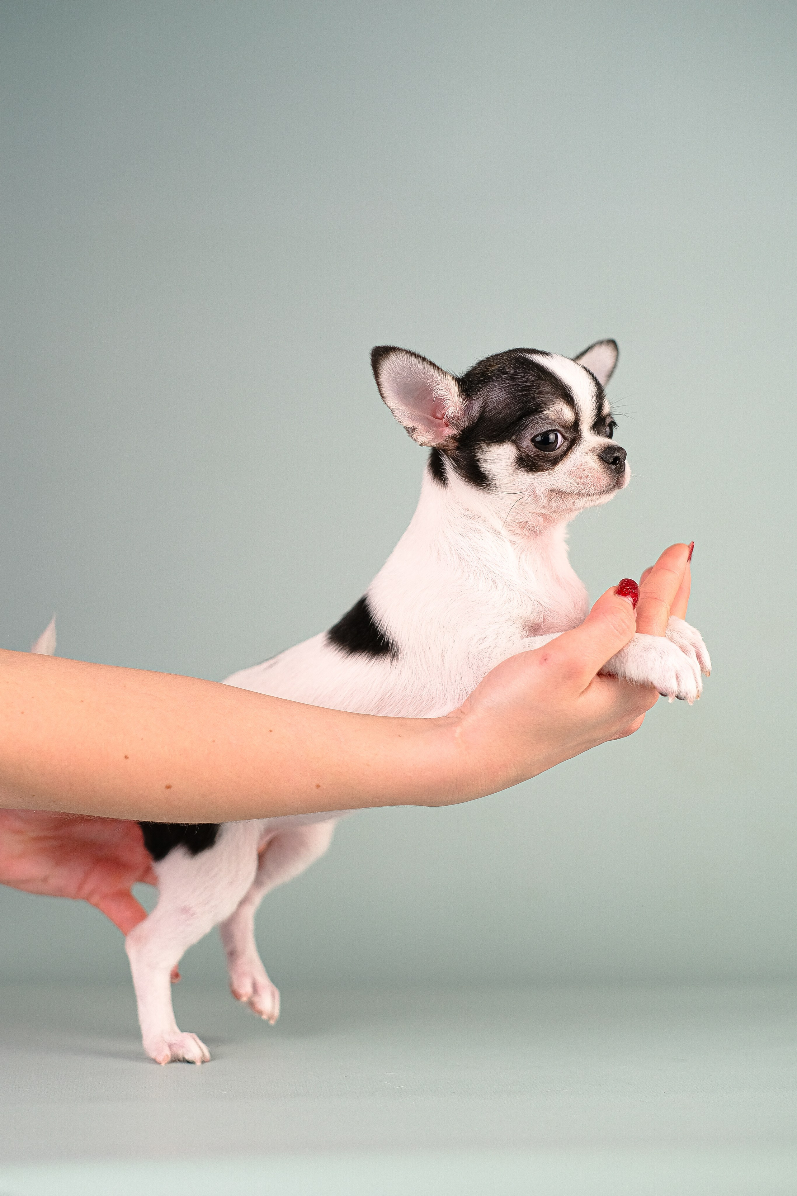 Чихуа хуа. Фотограф и видеограф анималист Аганина Дарья