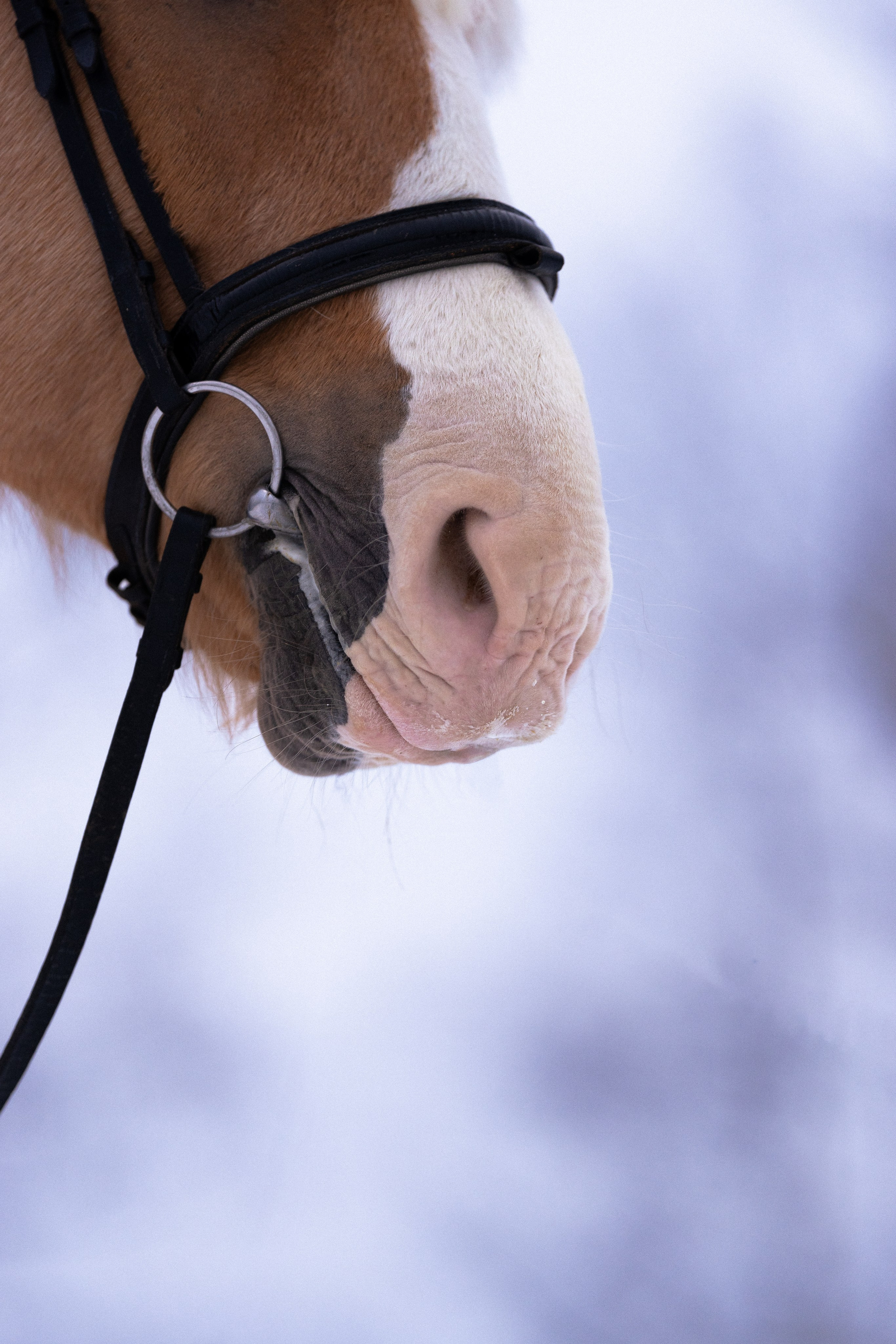 Бейкер. Фотограф и видеограф анималист Аганина Дарья