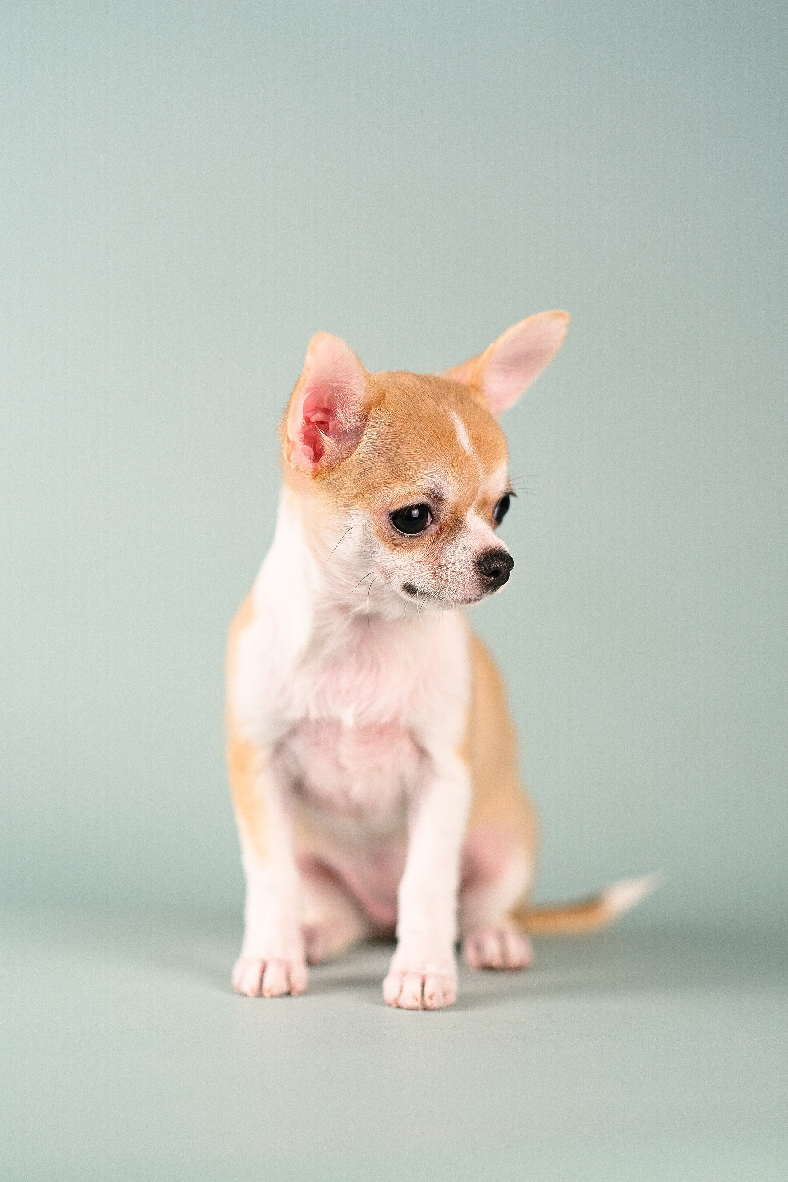 Чихуа хуа. Фотограф и видеограф анималист Аганина Дарья