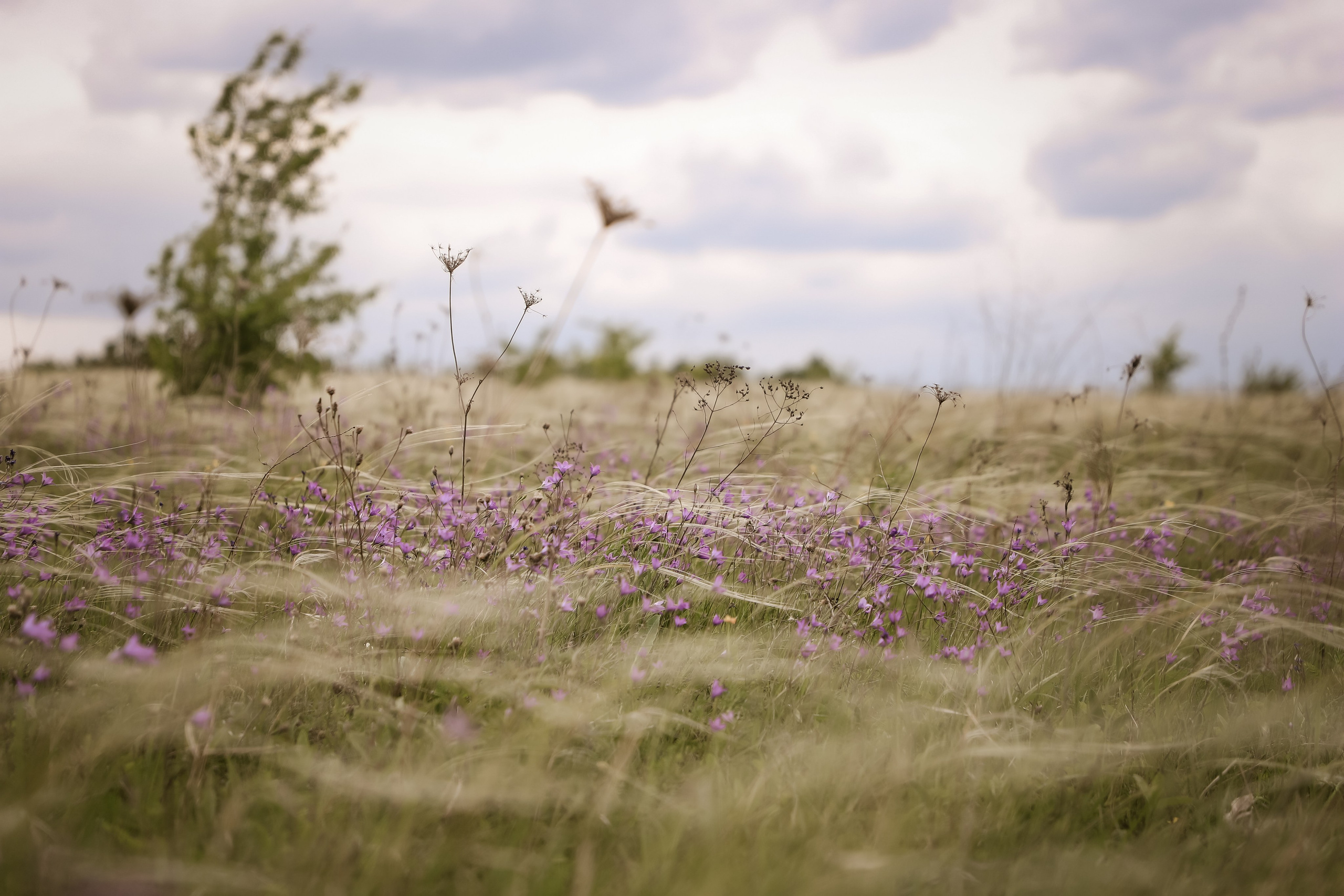 Дон. Фотограф Алексей Шуля — портфолио