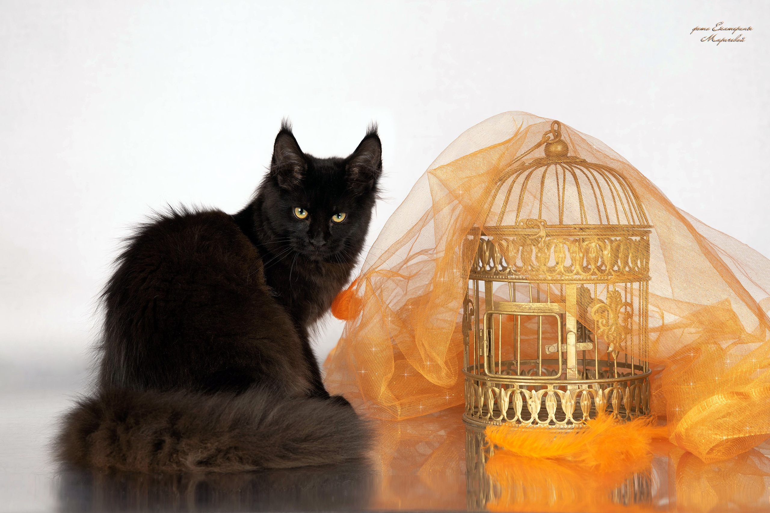 Стендовая съёмка на выставках кошек. Фотограф-анималист в Омске Екатерина Маричева