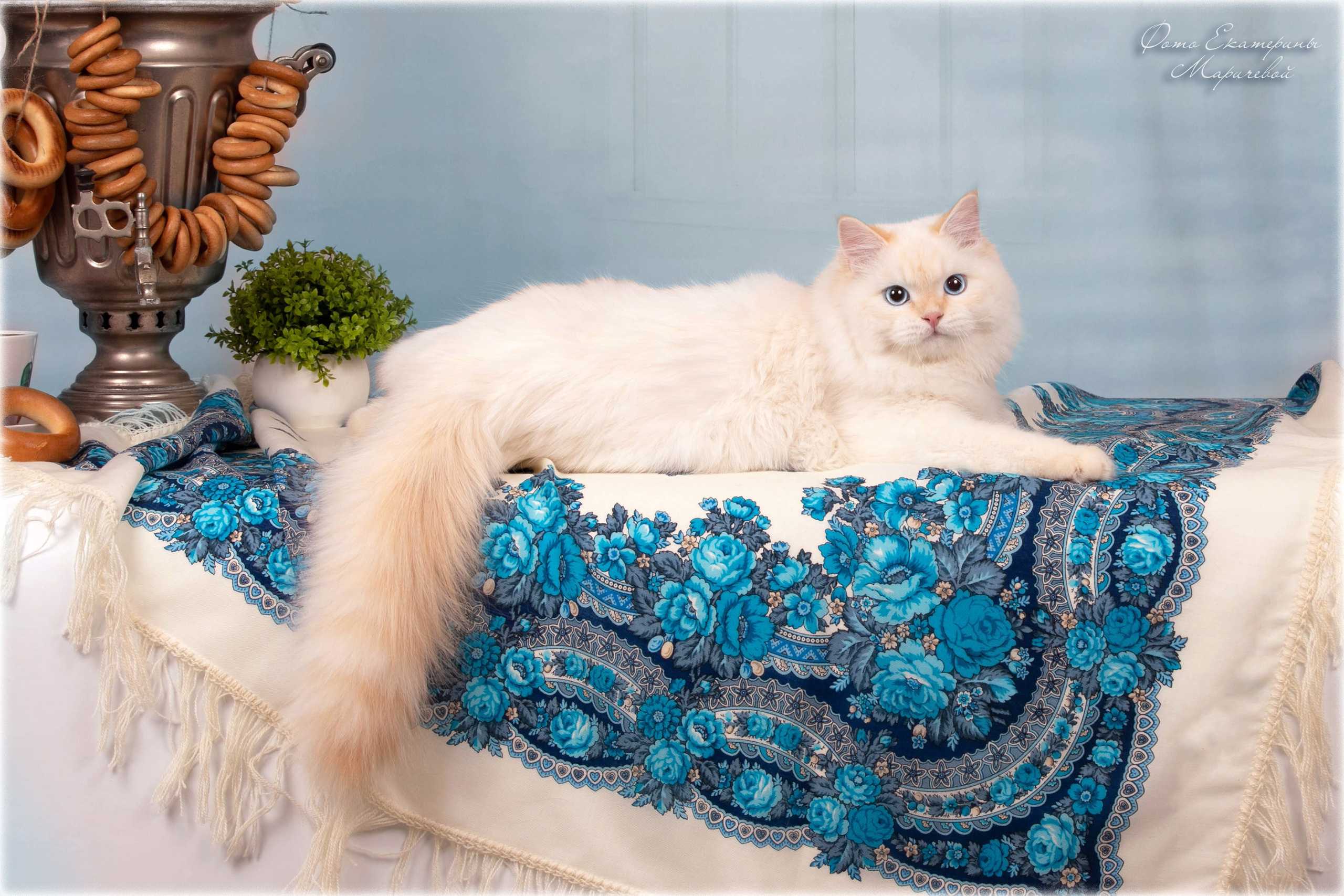 Тематические фоны с рисунком. Фотограф-анималист в Омске Екатерина Маричева