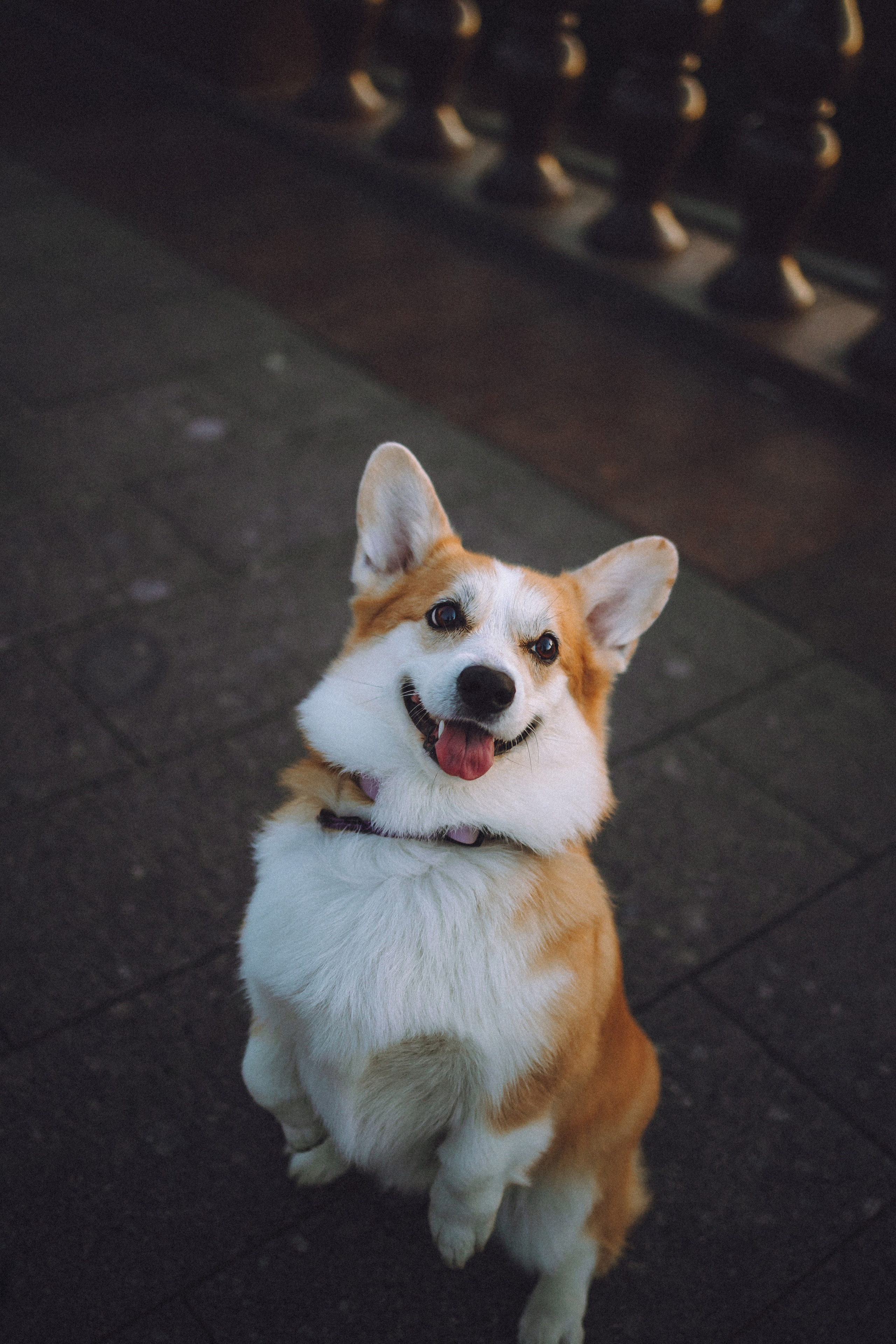 Пуговка и ее семья