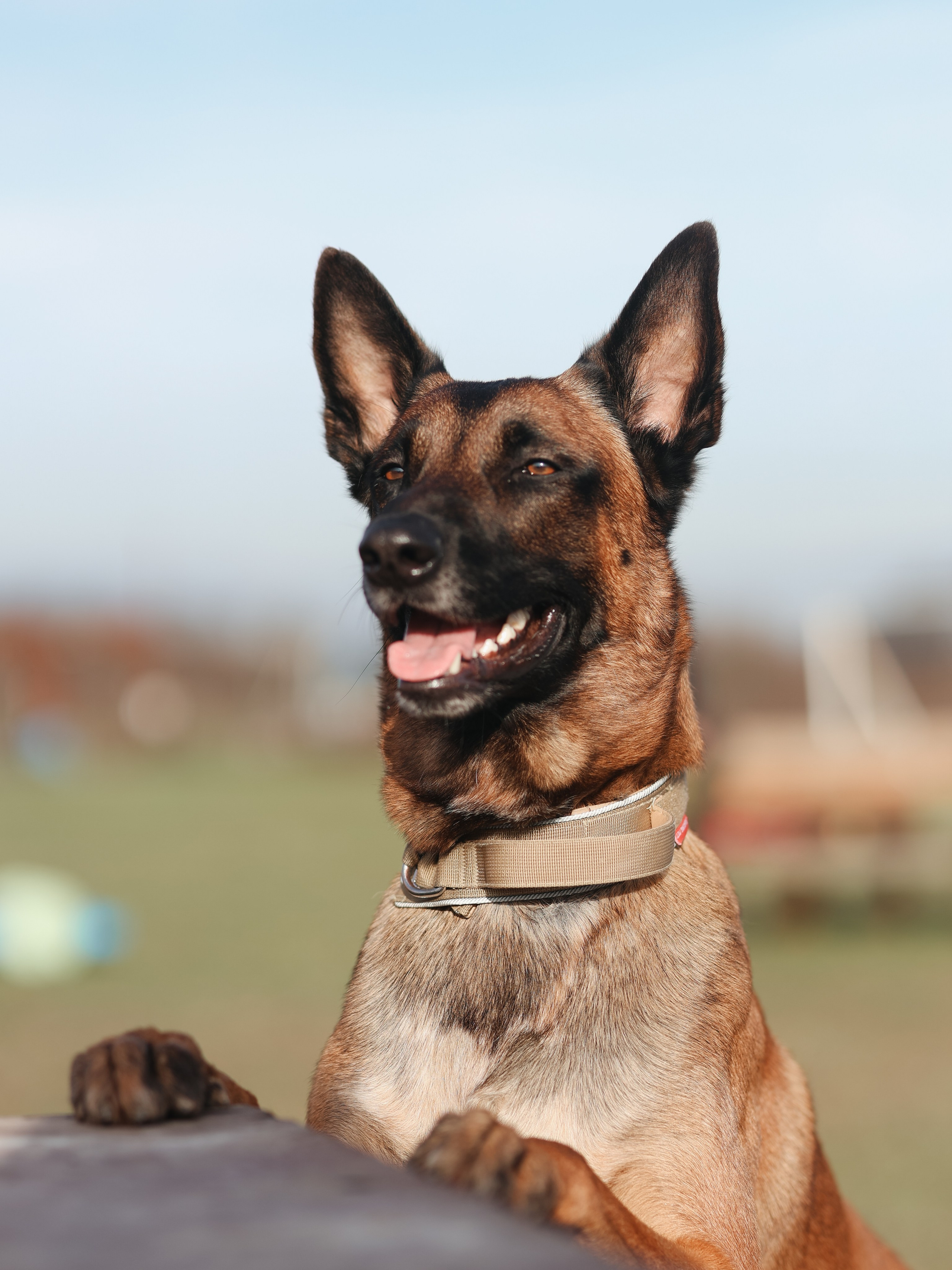 Соревнования BH. Фотограф-анималист в Москве Кириллова Татьяна