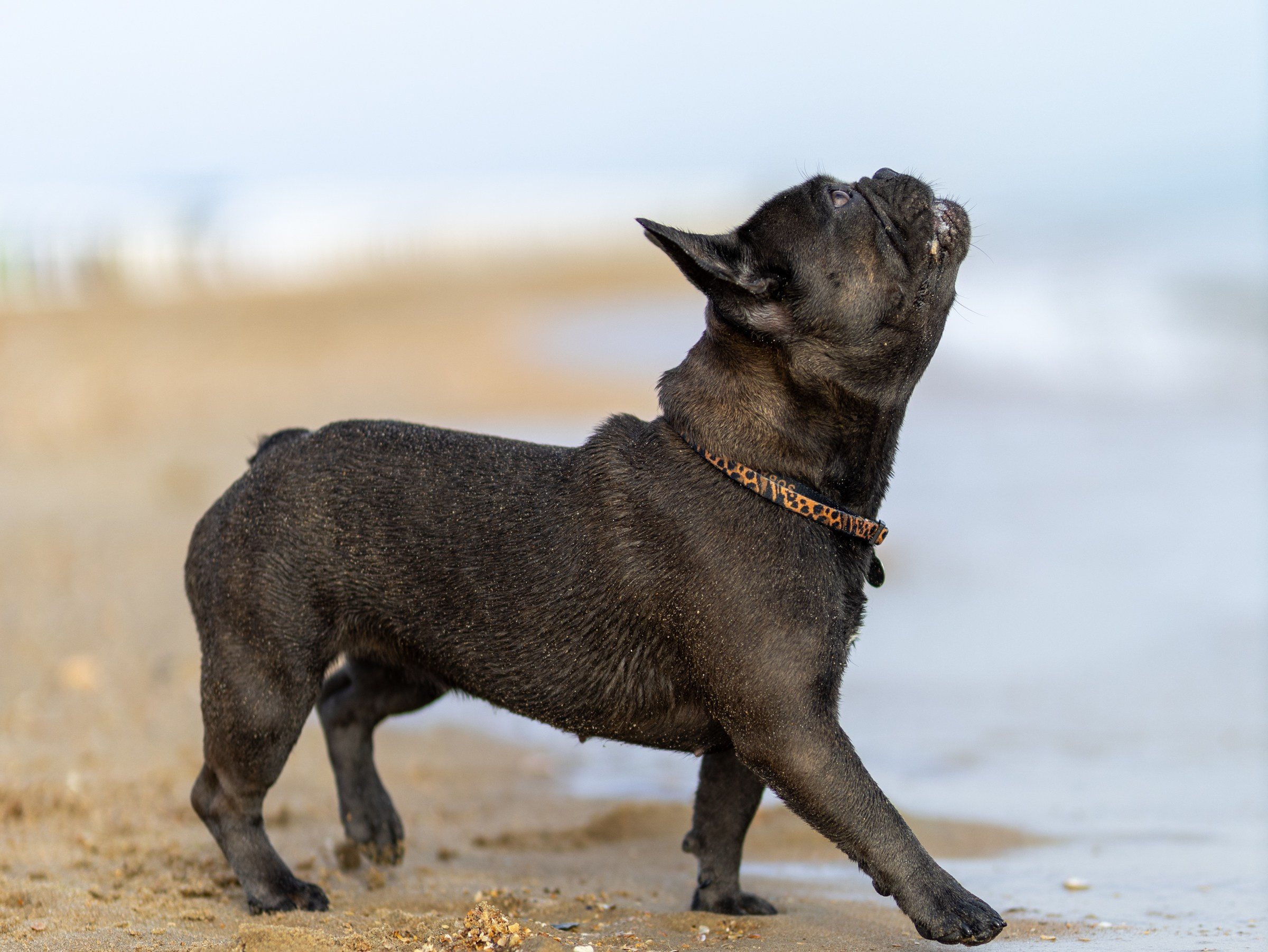 Морская прогулка. Фотограф-анималист в Москве Кириллова Татьяна