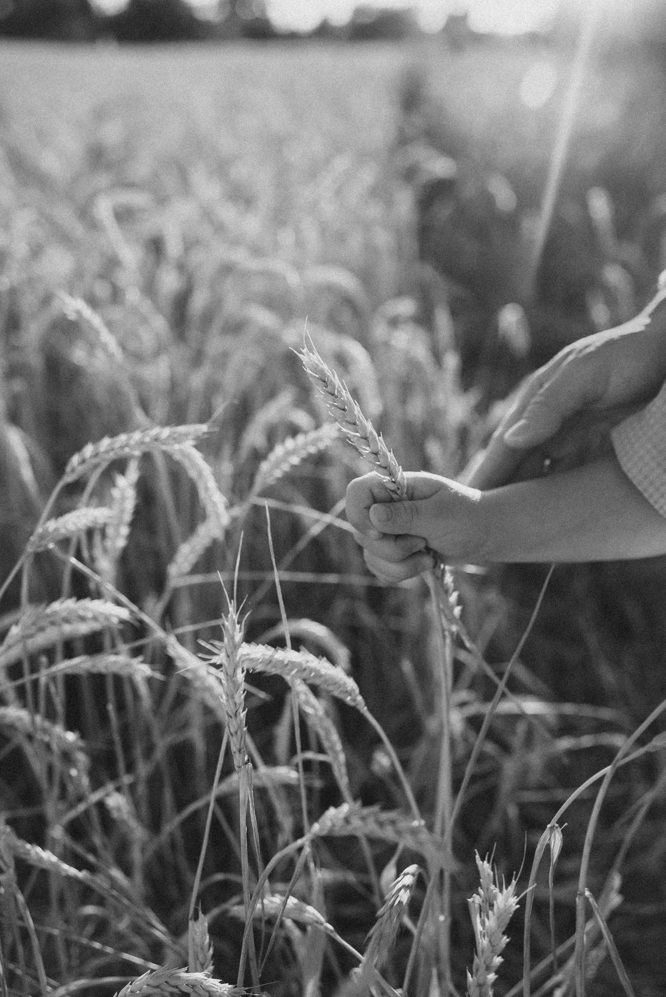 Семейная фотосессия в поле. Семейный фотограф и видеограф Алёна Ким