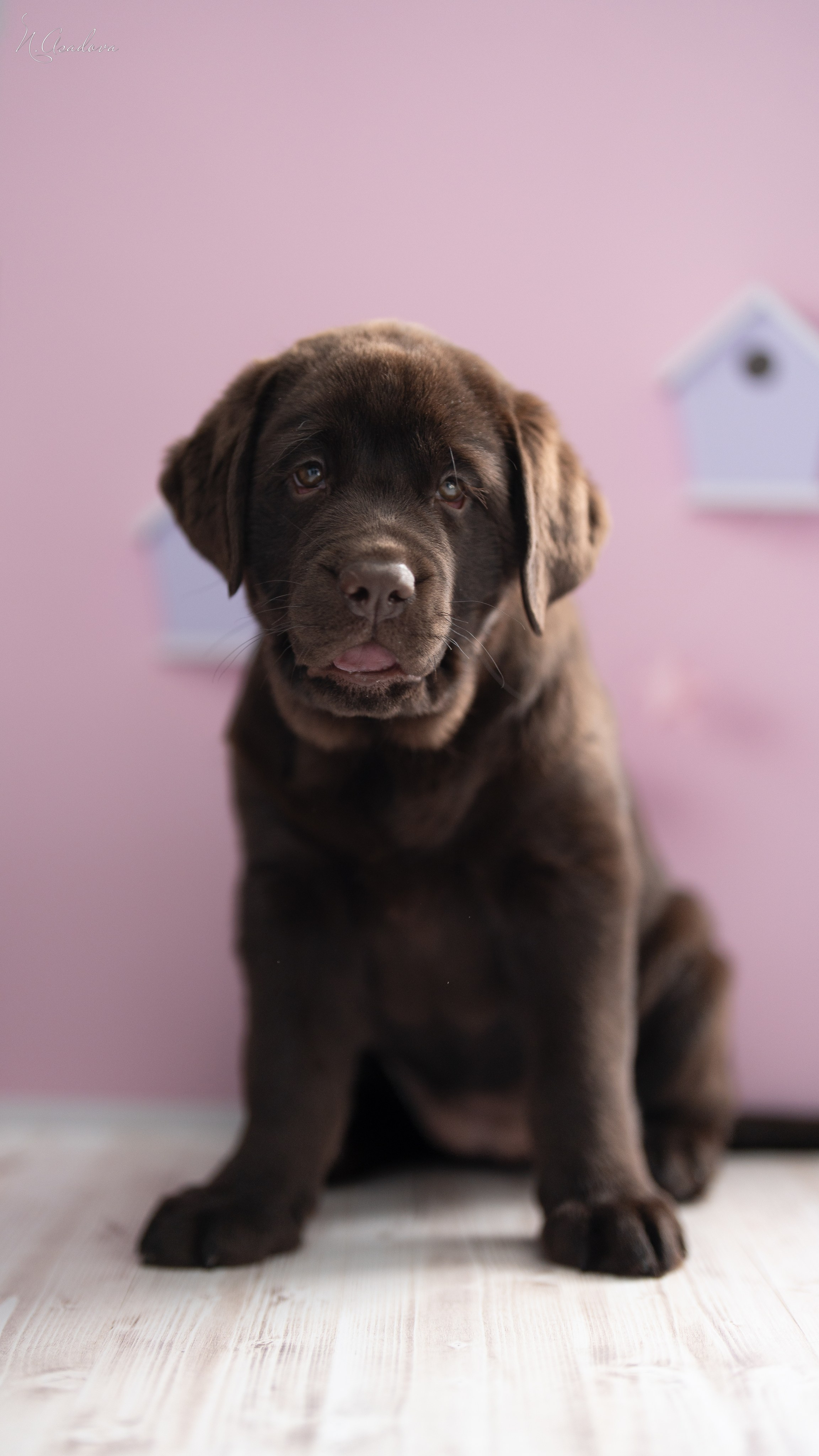 Лабрадор Тейла 2мес. Фотограф-анималист Асадова