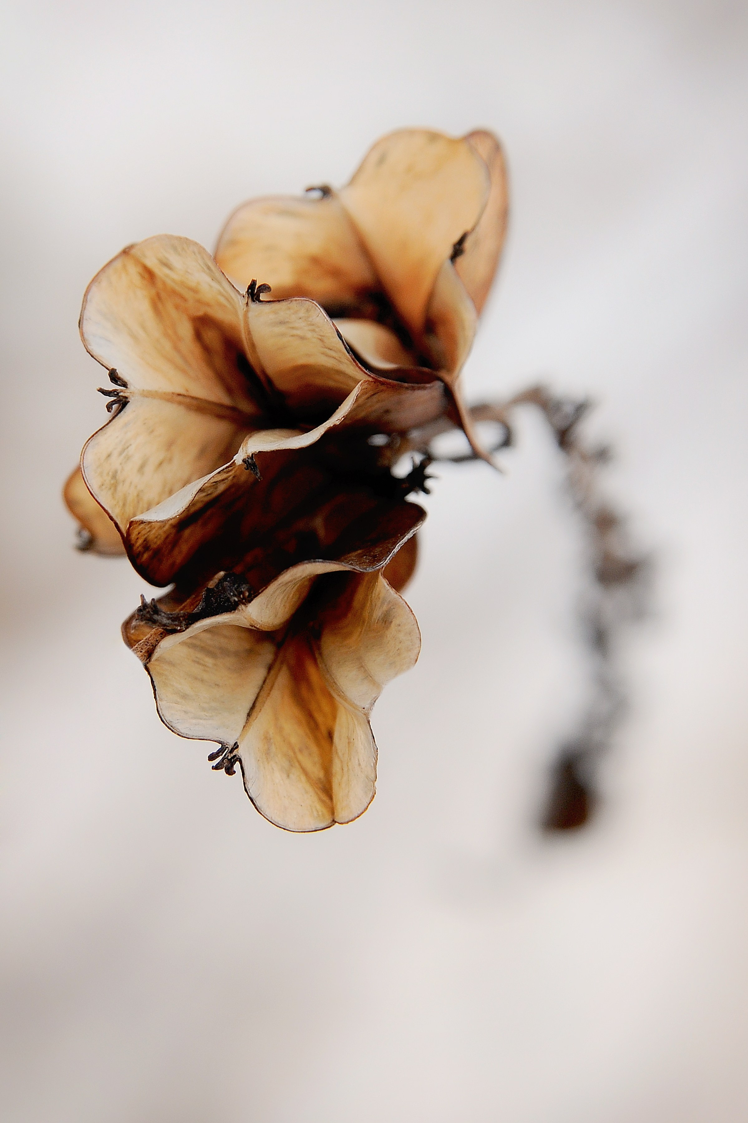 Предметная фотография. FotoGraf