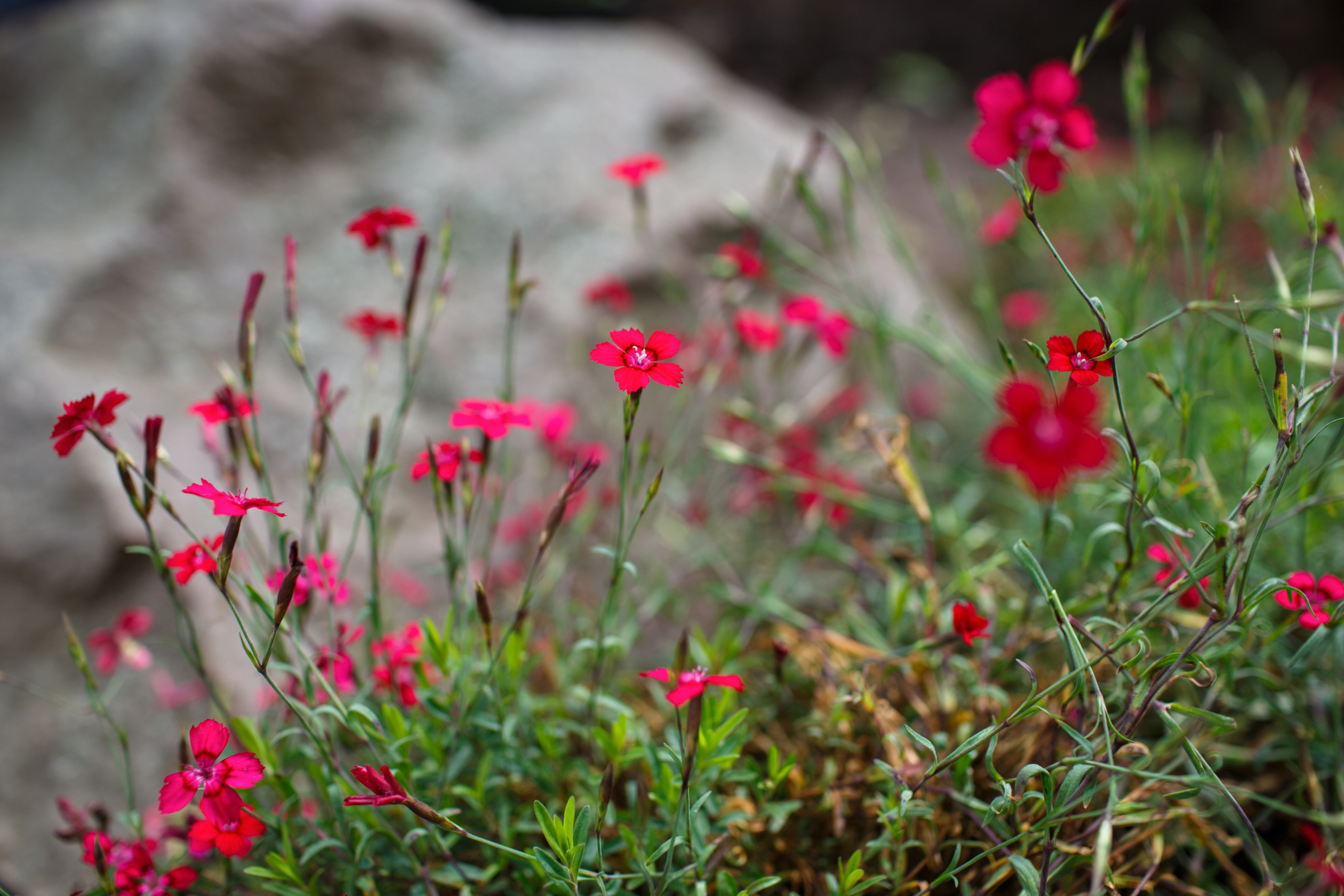 Ландшафтный дизайн. Фотограф Наталья Молчанова