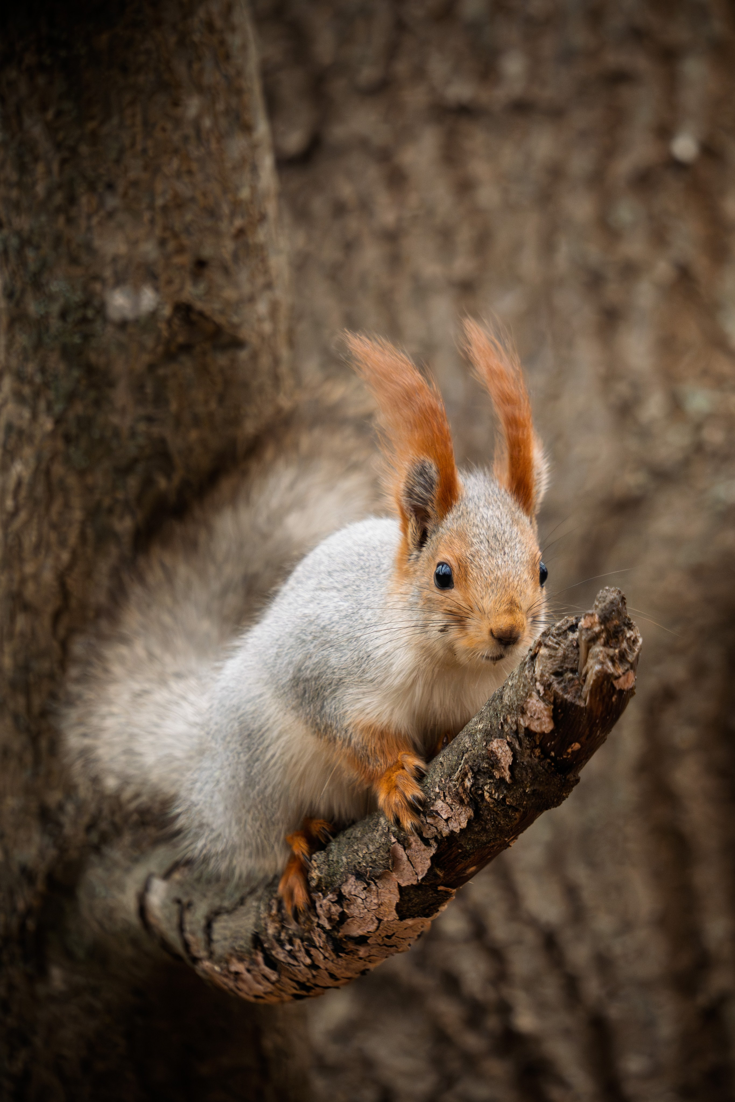 Животные. 35 мм