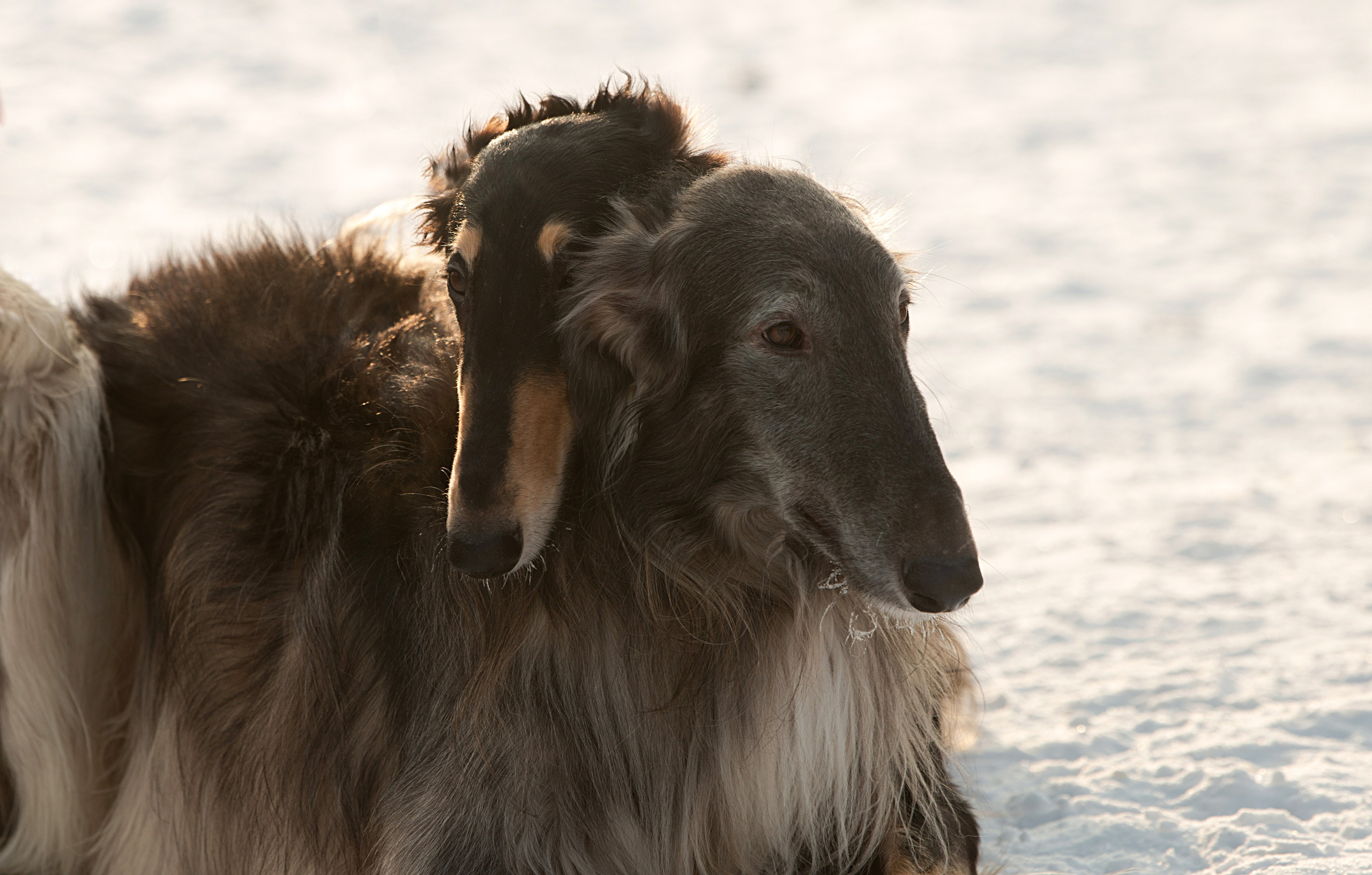 Псовая охота Аванпост. Конный фотограф в Саратове Юлия Иванова