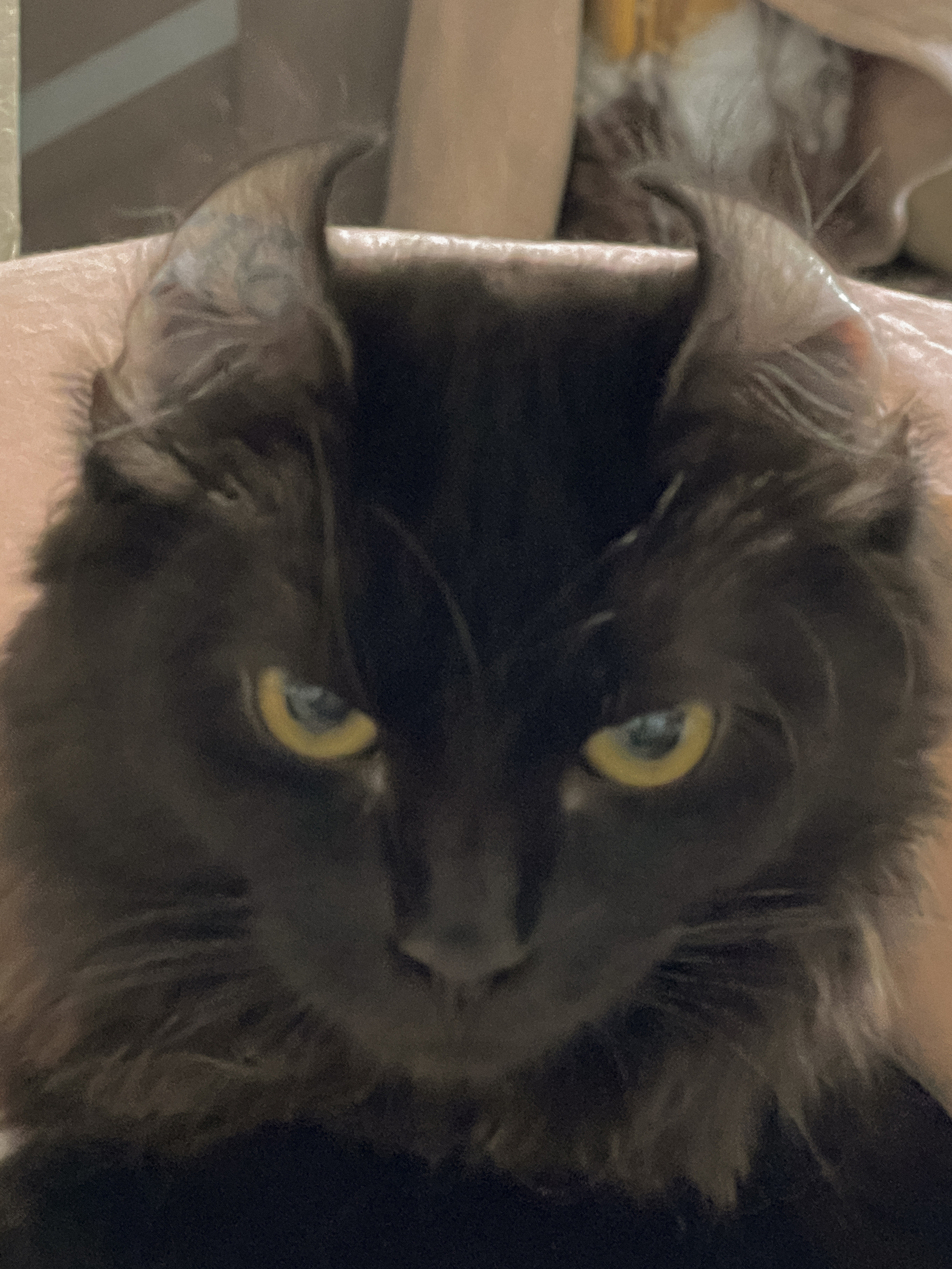 Наши котики. Никита Погосов