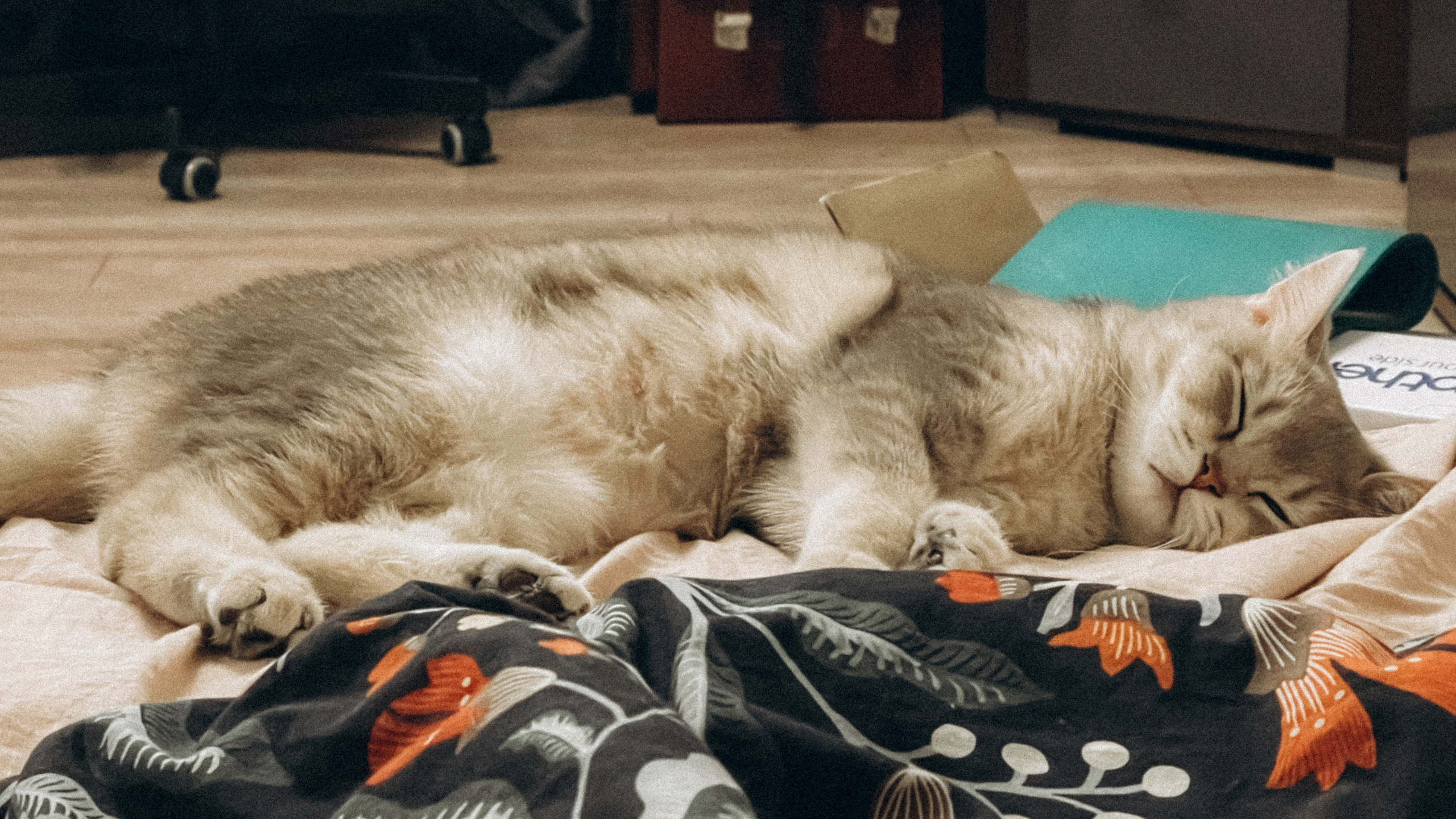 Наши котики. Никита Погосов