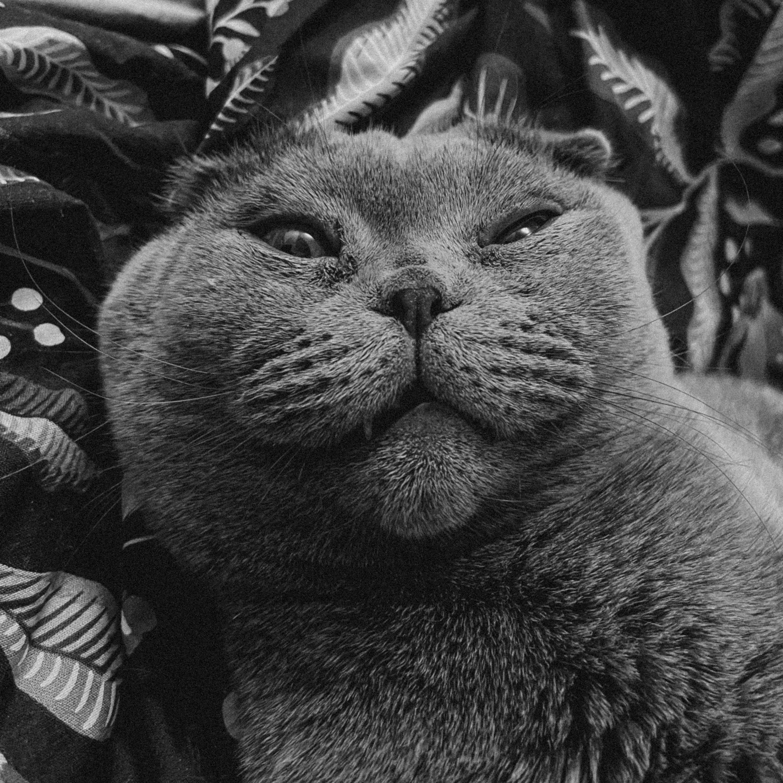 Наши котики. Никита Погосов