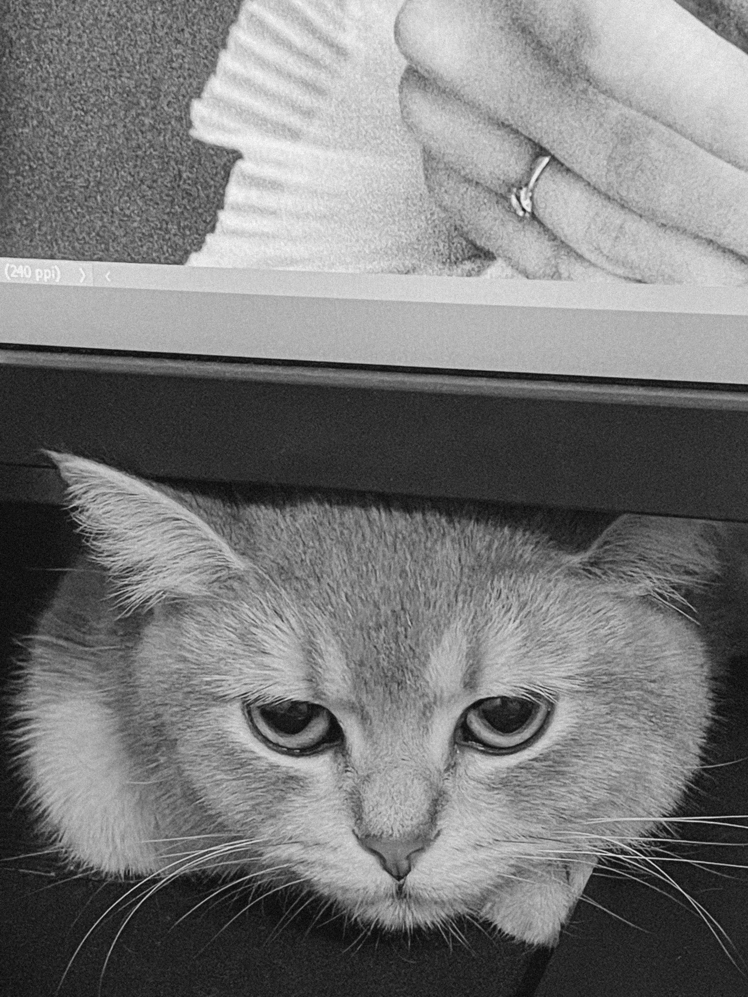 Наши котики. Никита Погосов