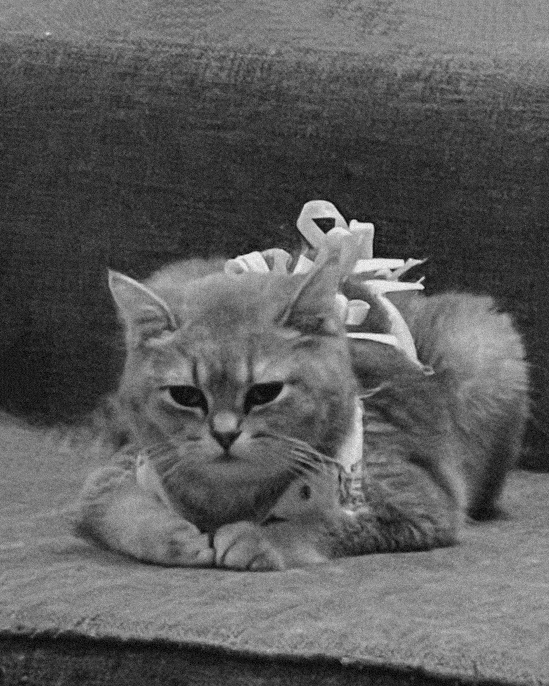 Наши котики. Никита Погосов