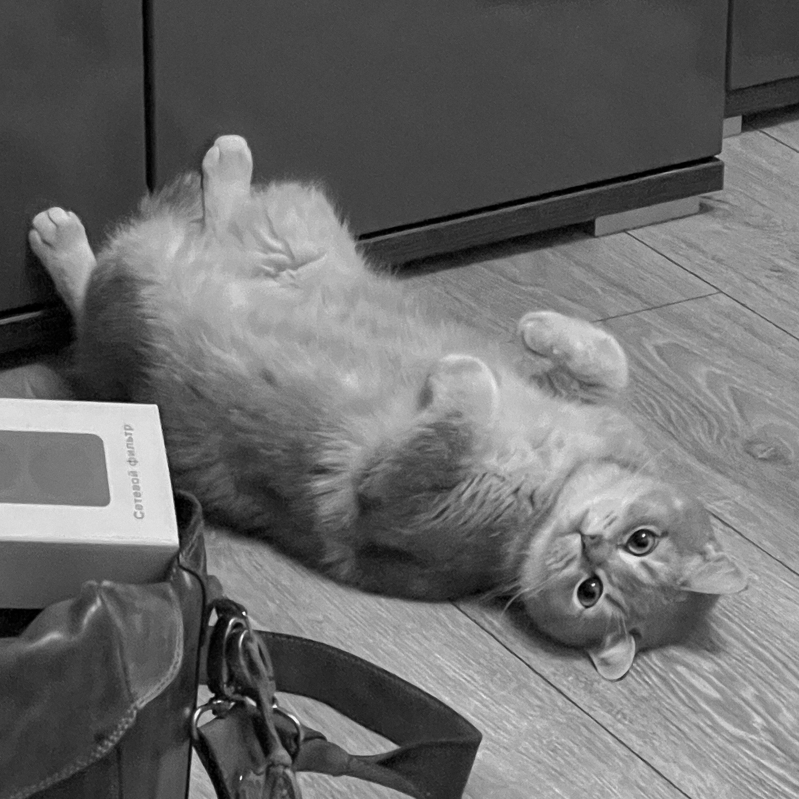 Наши котики. Никита Погосов