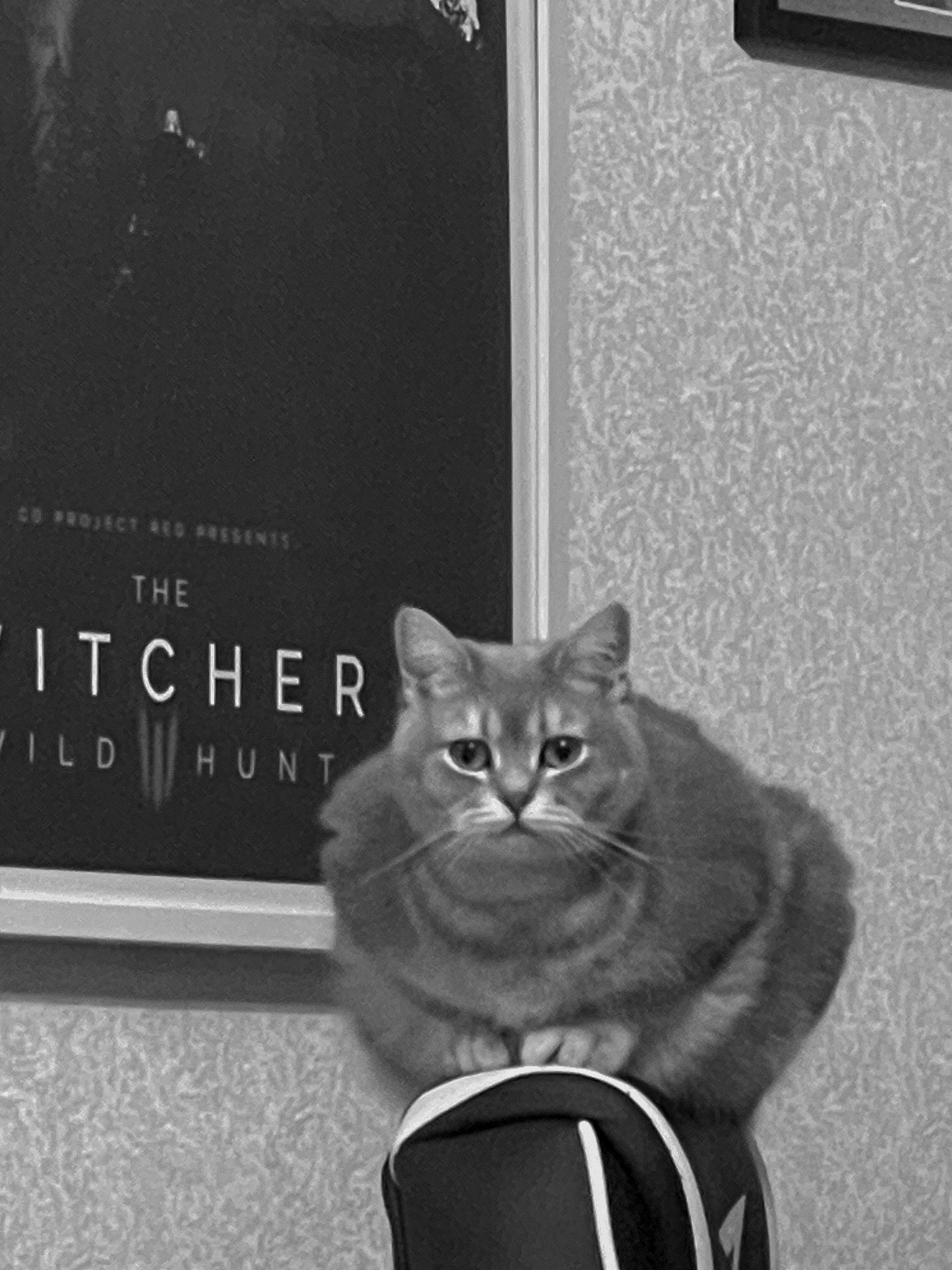 Наши котики. Никита Погосов