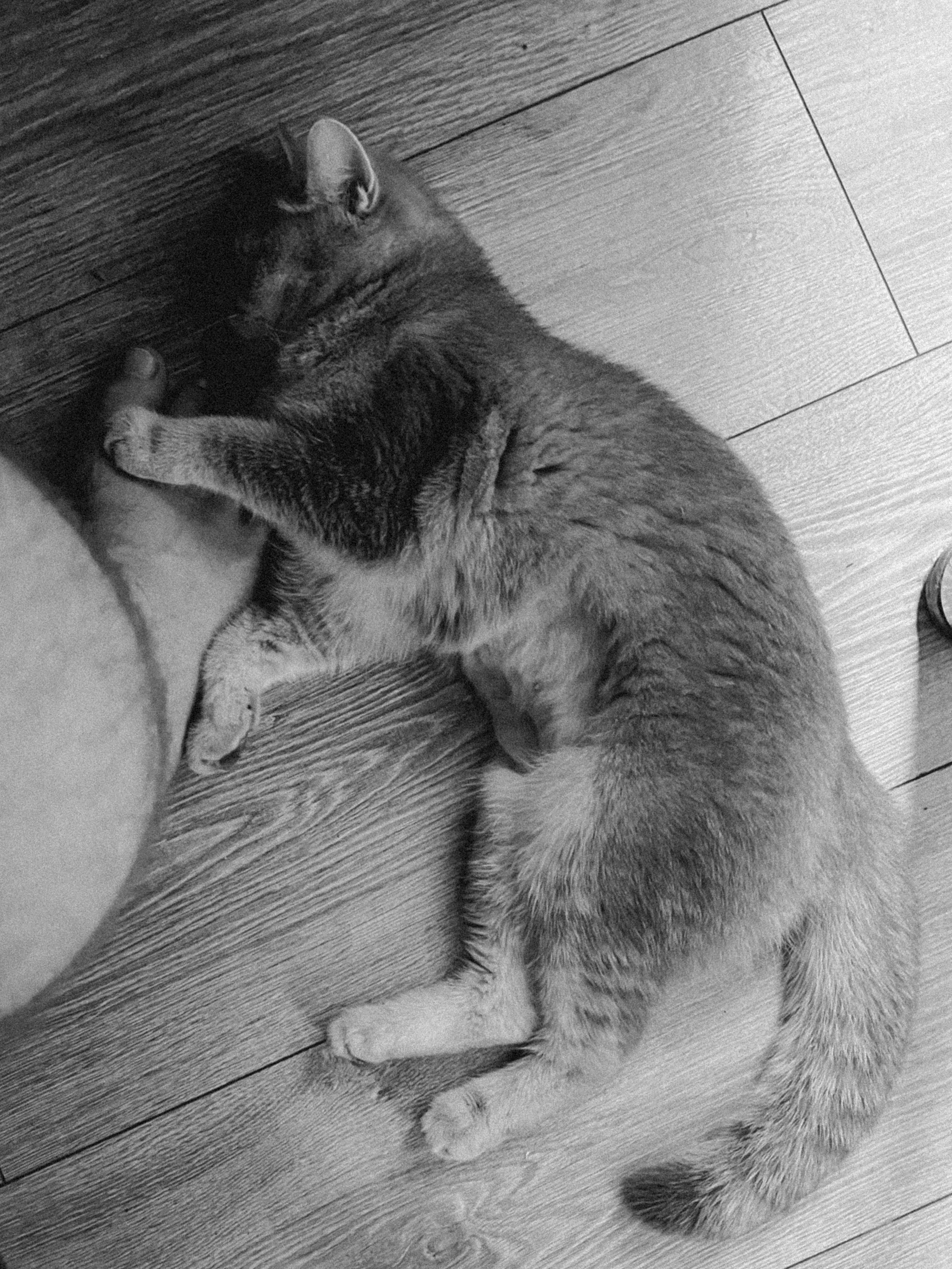 Наши котики. Никита Погосов