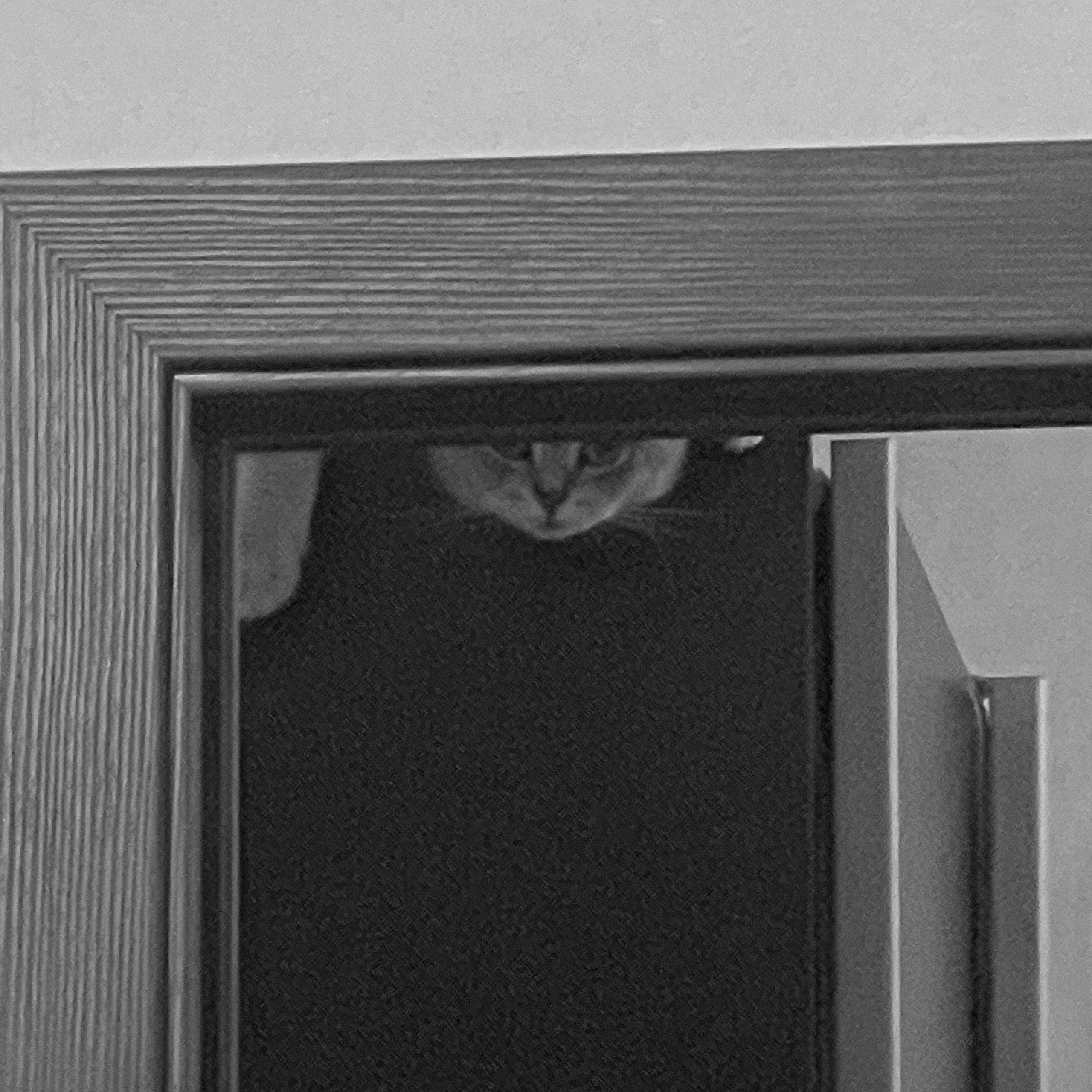 Наши котики. Никита Погосов