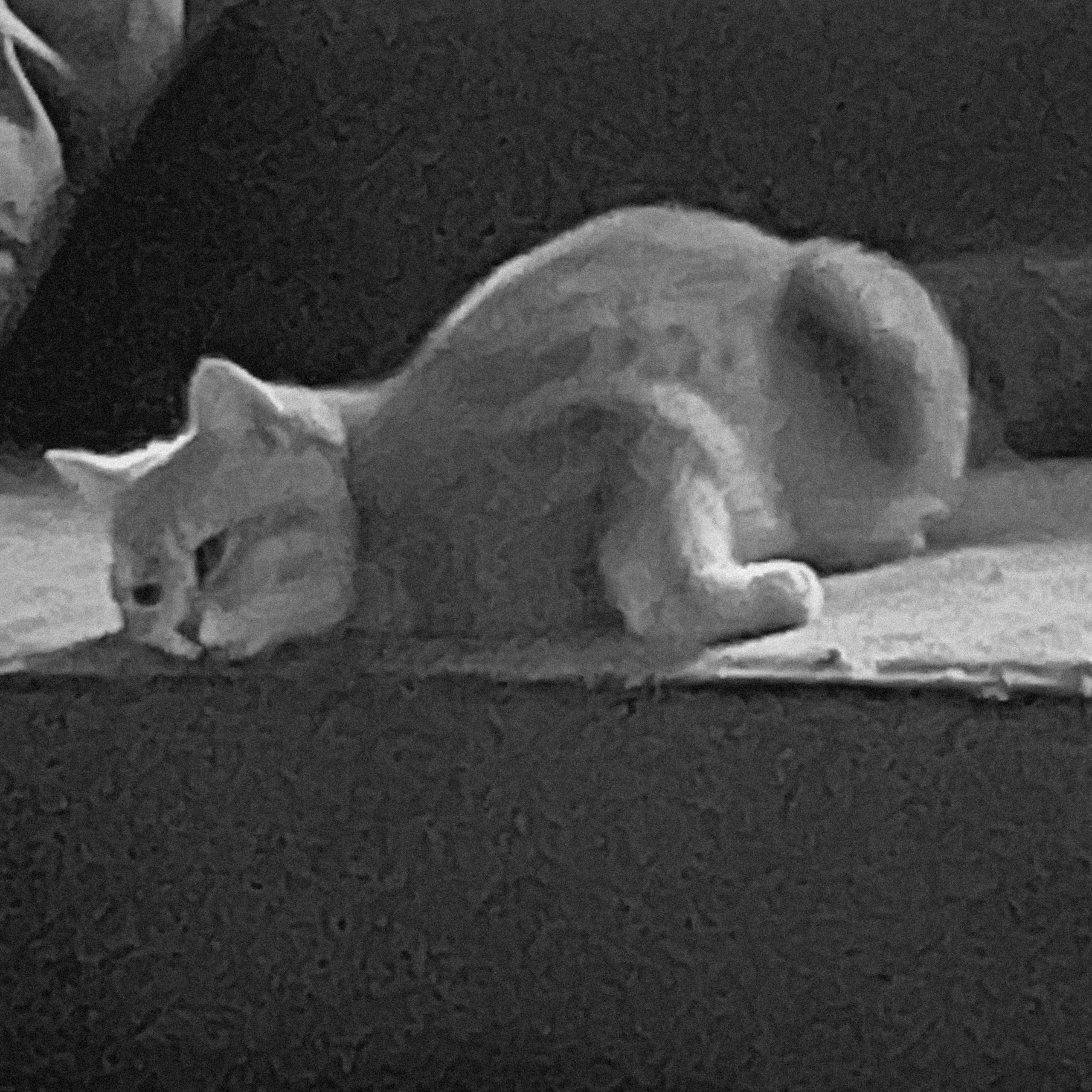 Наши котики. Никита Погосов