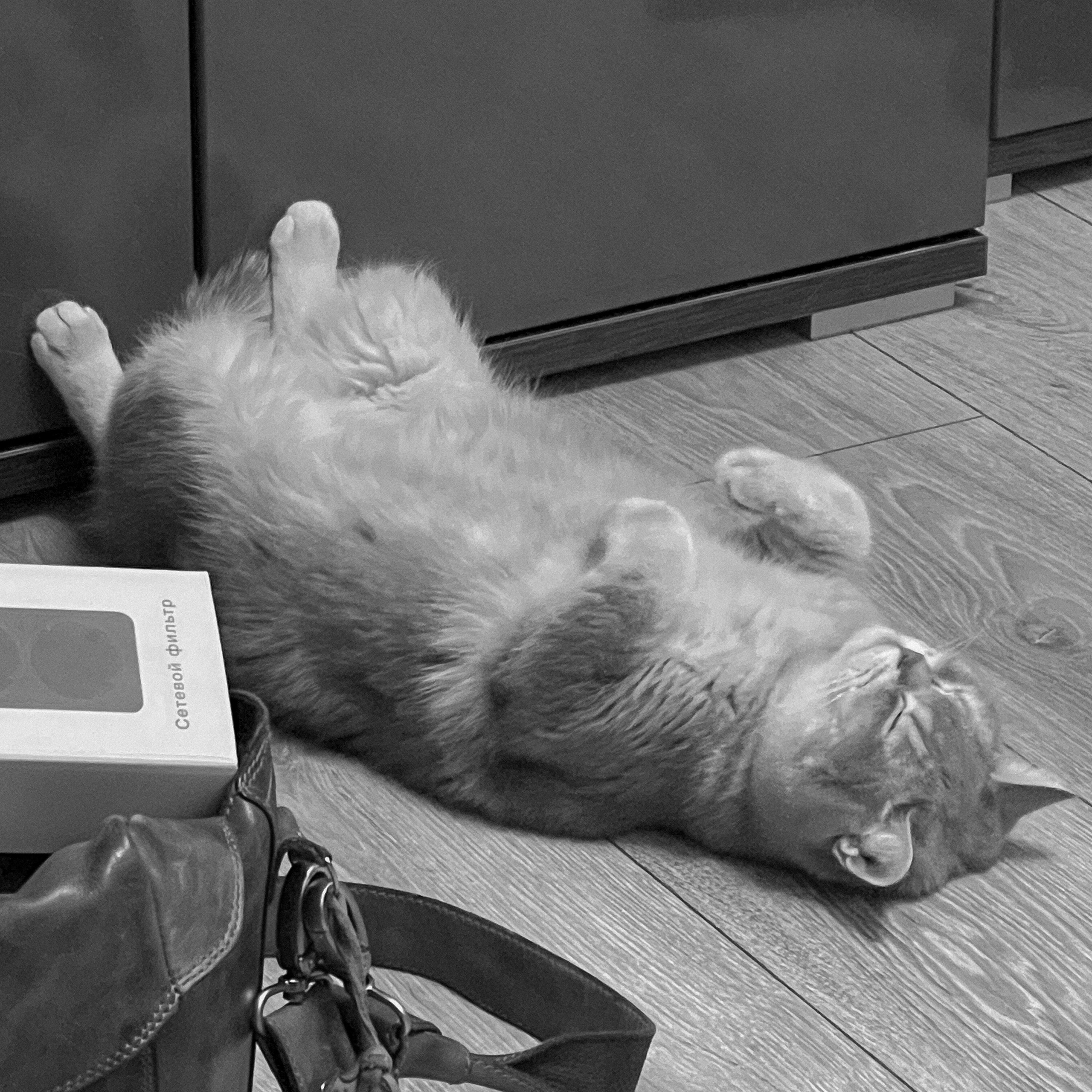 Наши котики. Никита Погосов