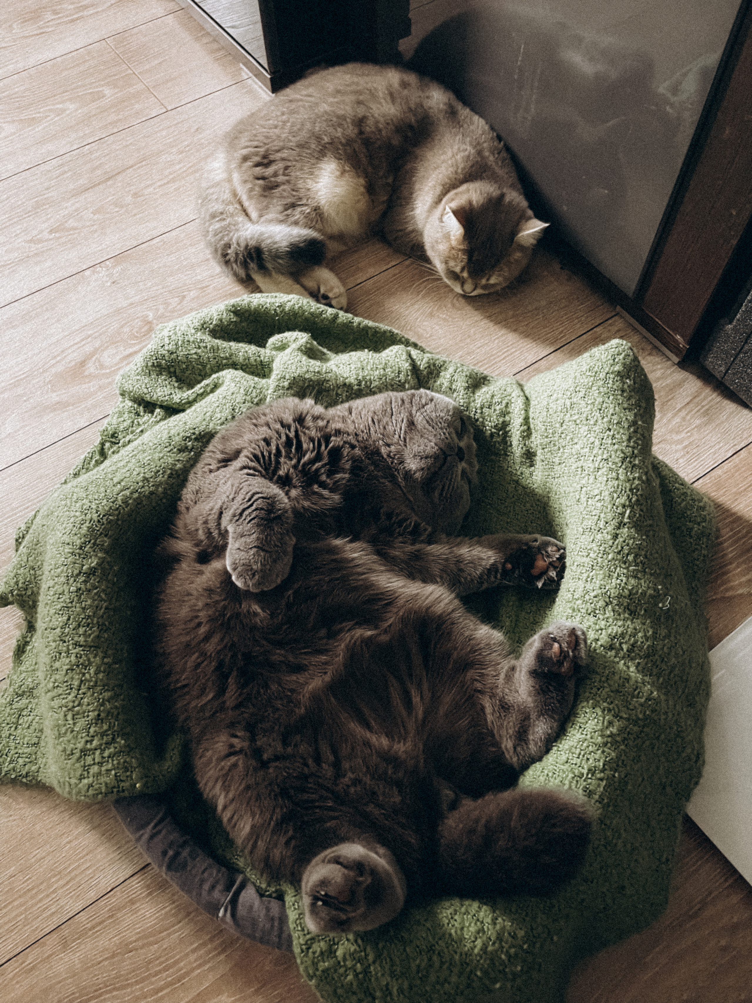 Наши котики. Никита Погосов