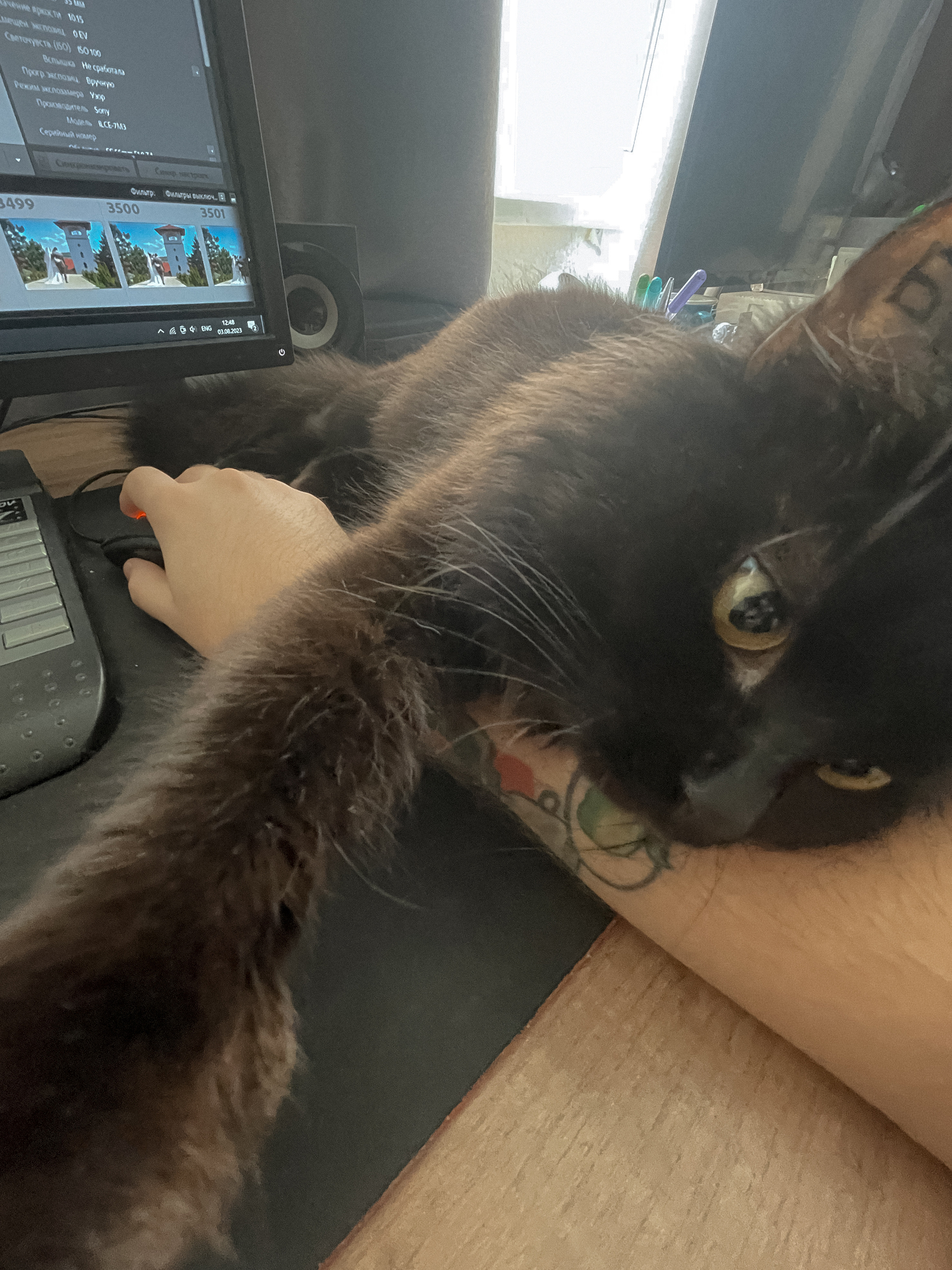 Наши котики. Никита Погосов