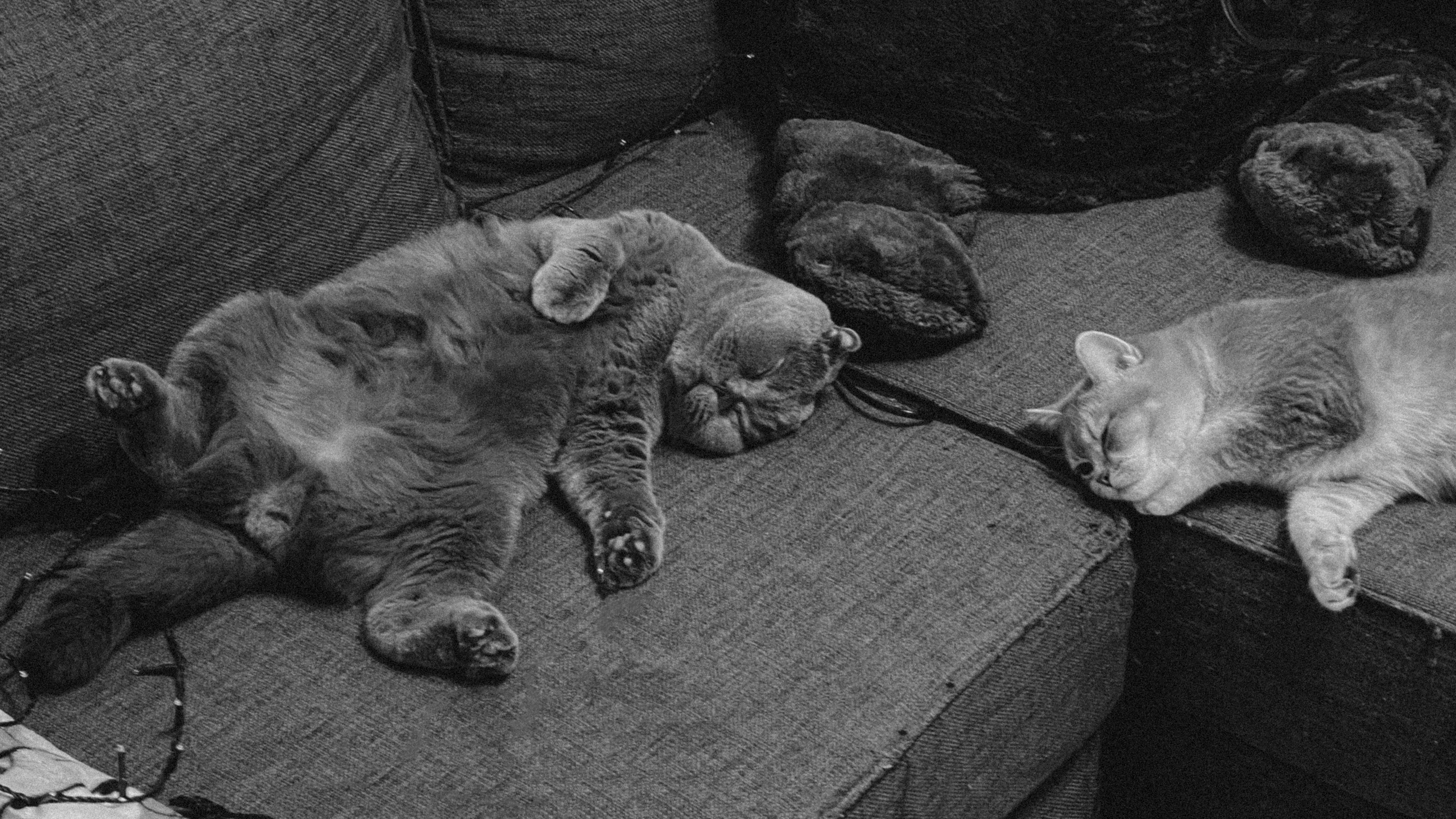 Наши котики. Никита Погосов