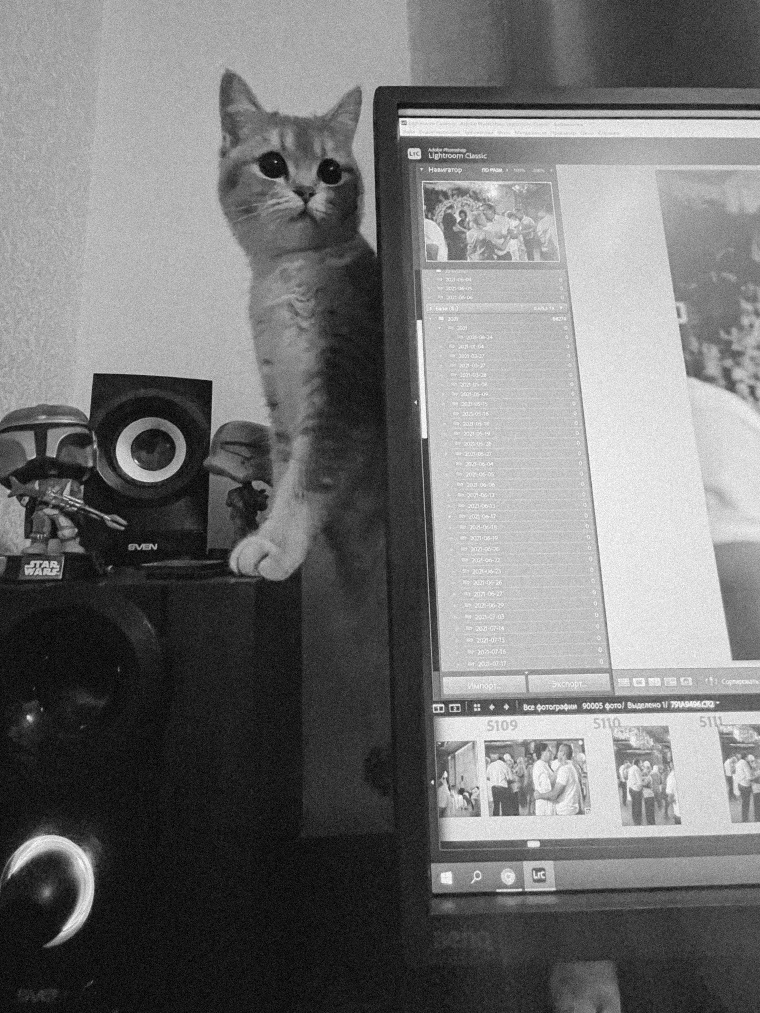 Наши котики. Никита Погосов