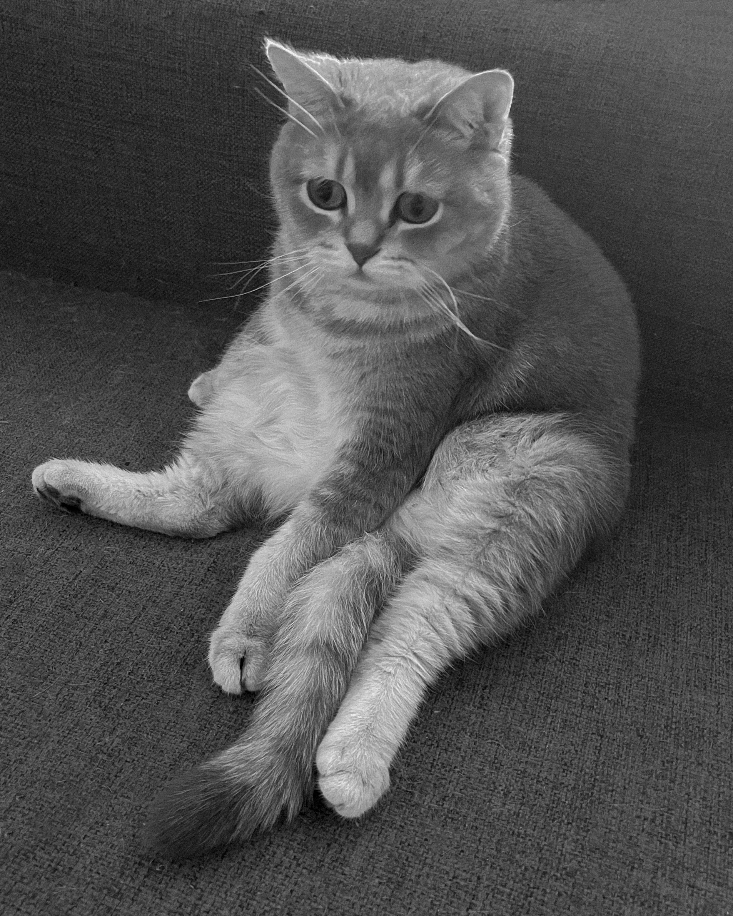 Наши котики. Никита Погосов