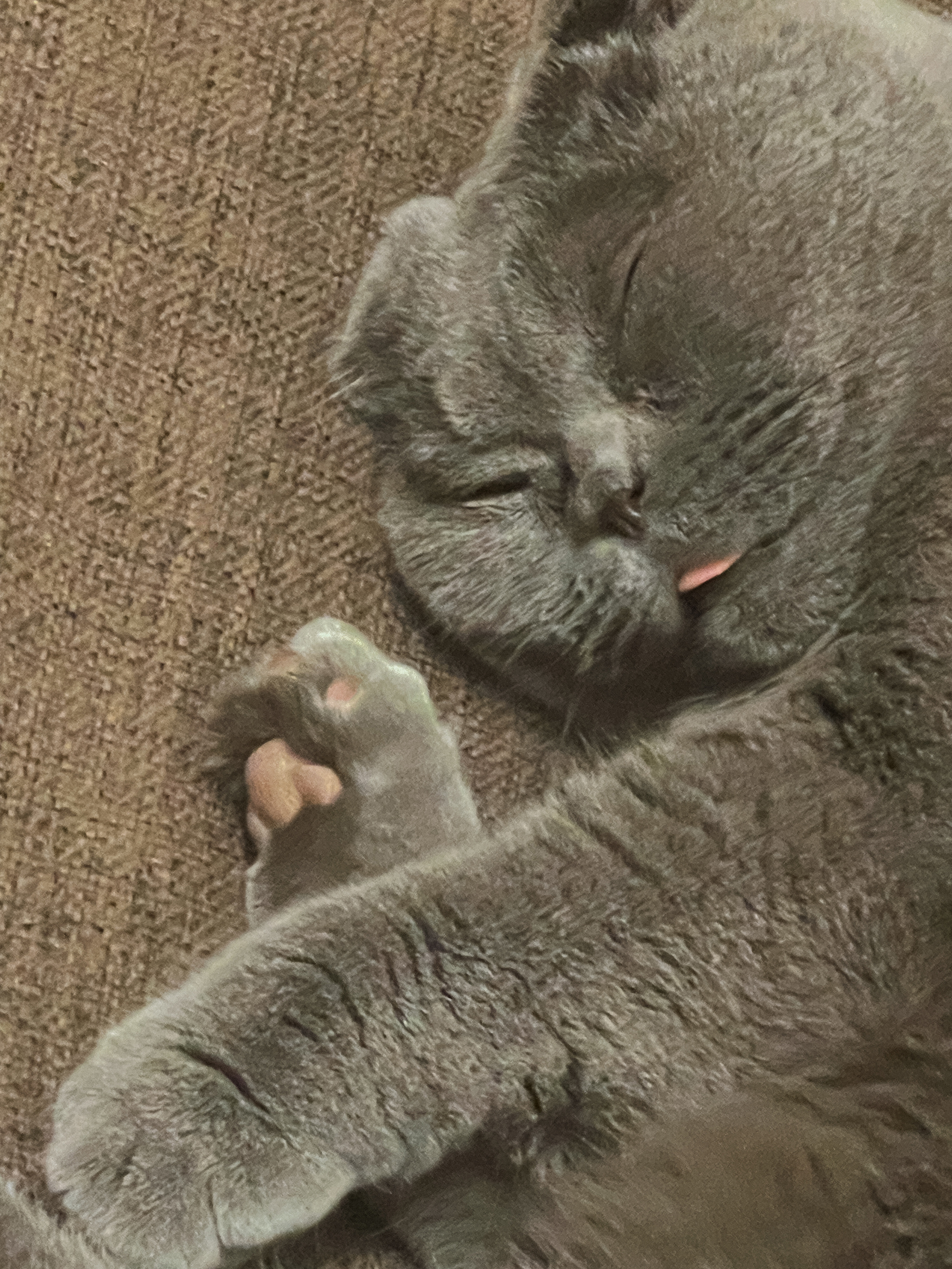 Наши котики. Никита Погосов