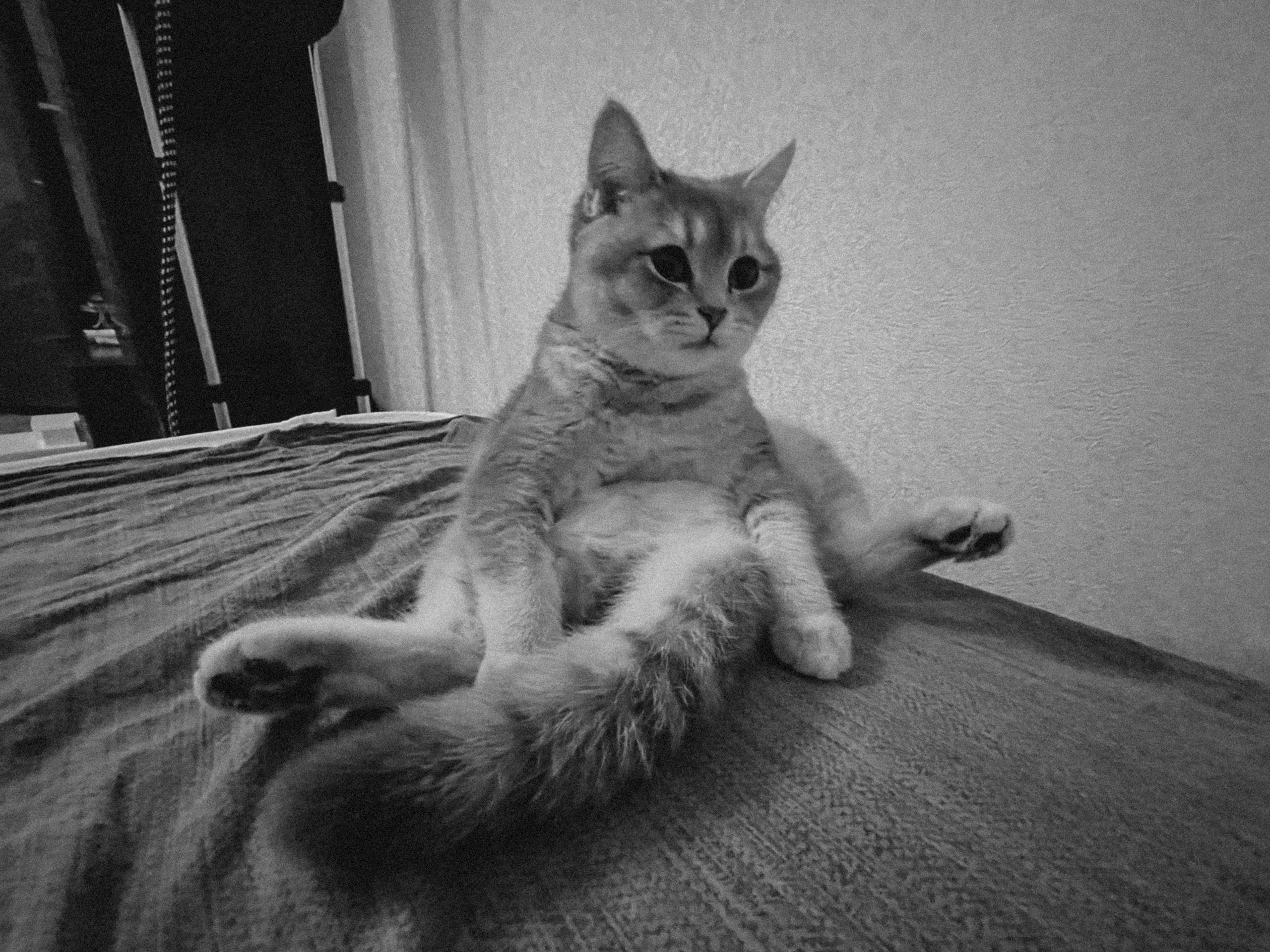 Наши котики. Никита Погосов