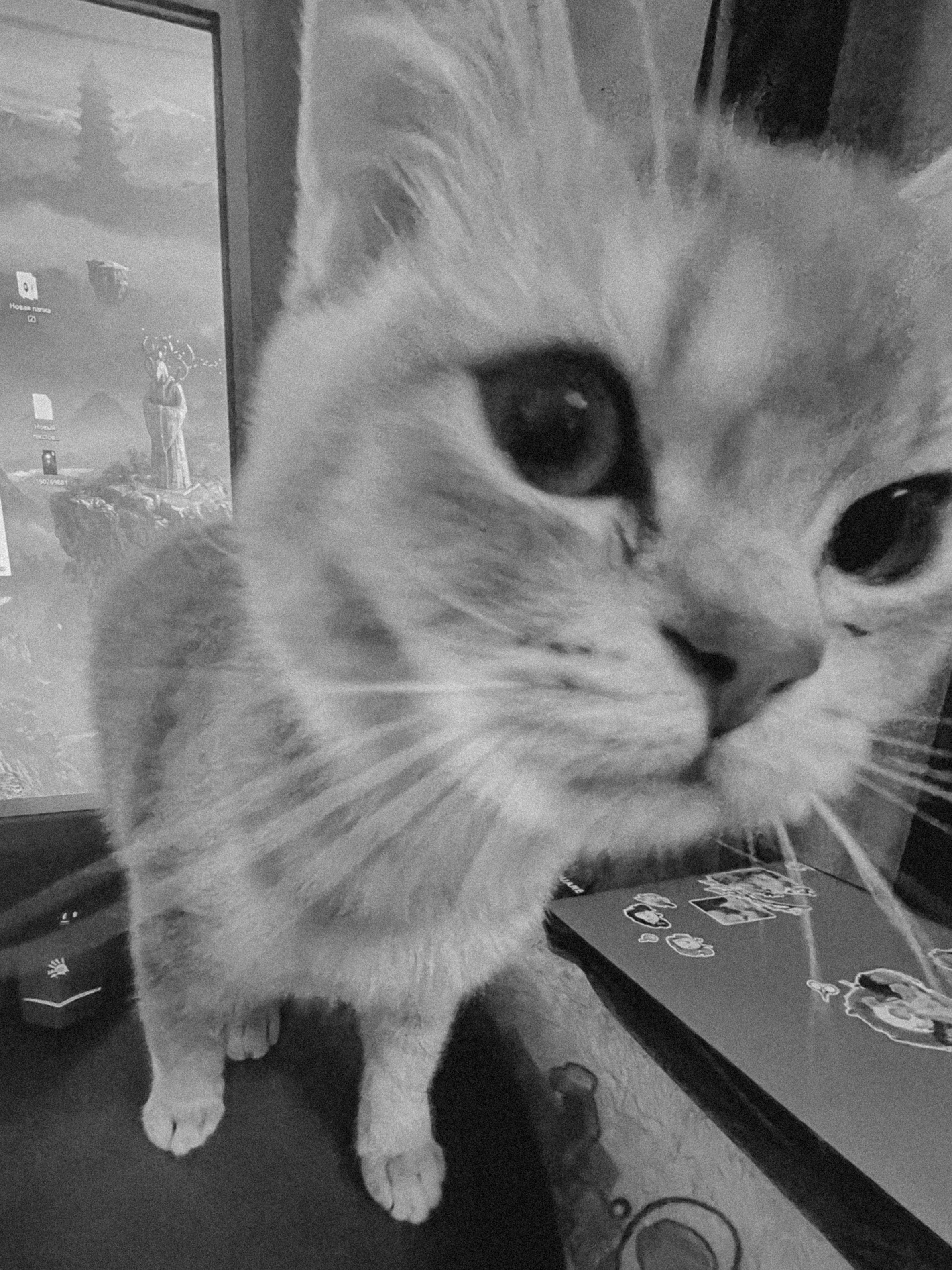 Наши котики. Никита Погосов