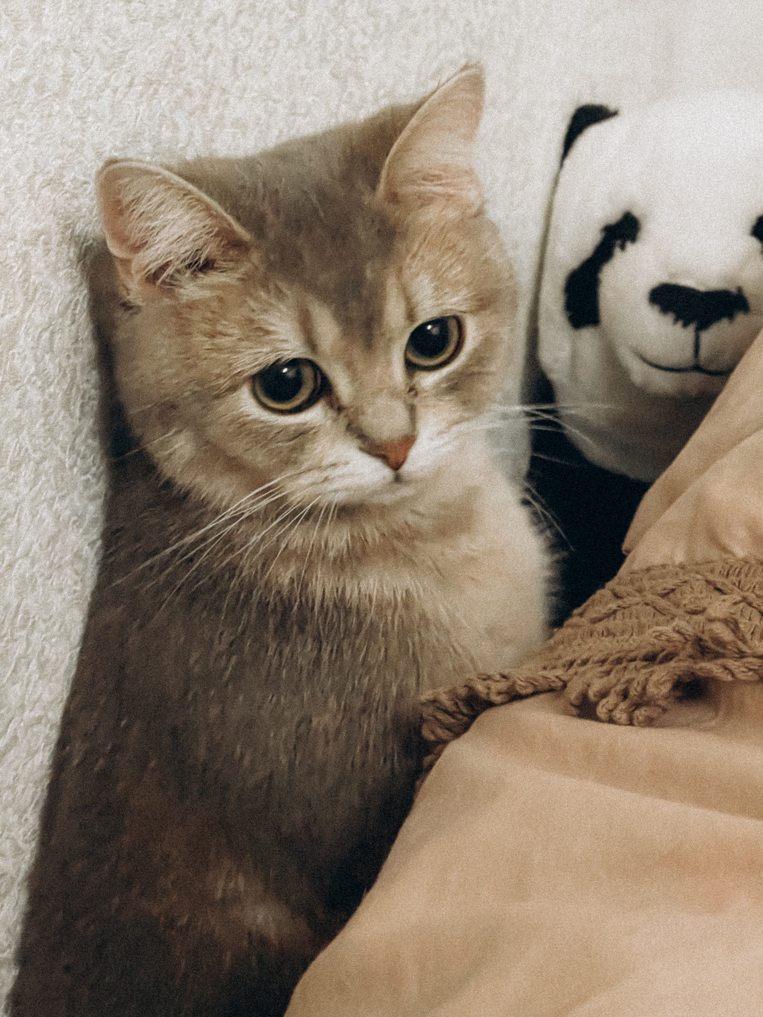 Наши котики. Никита Погосов