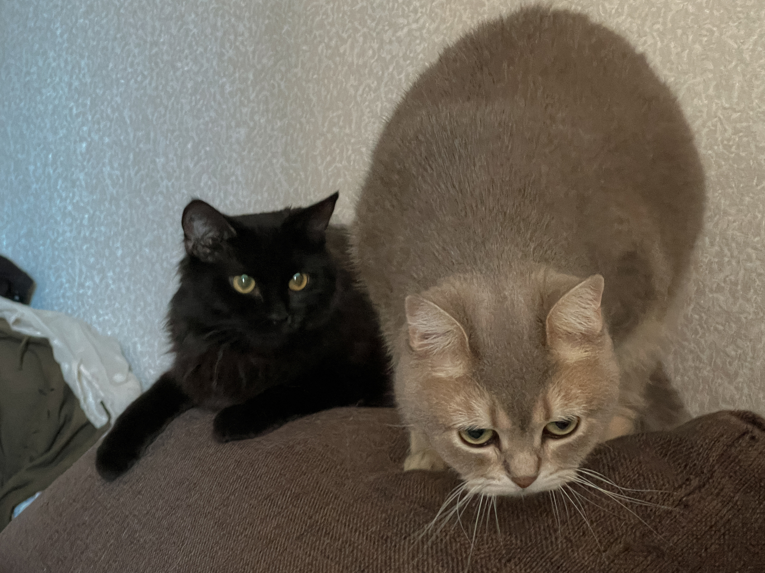 Наши котики. Никита Погосов