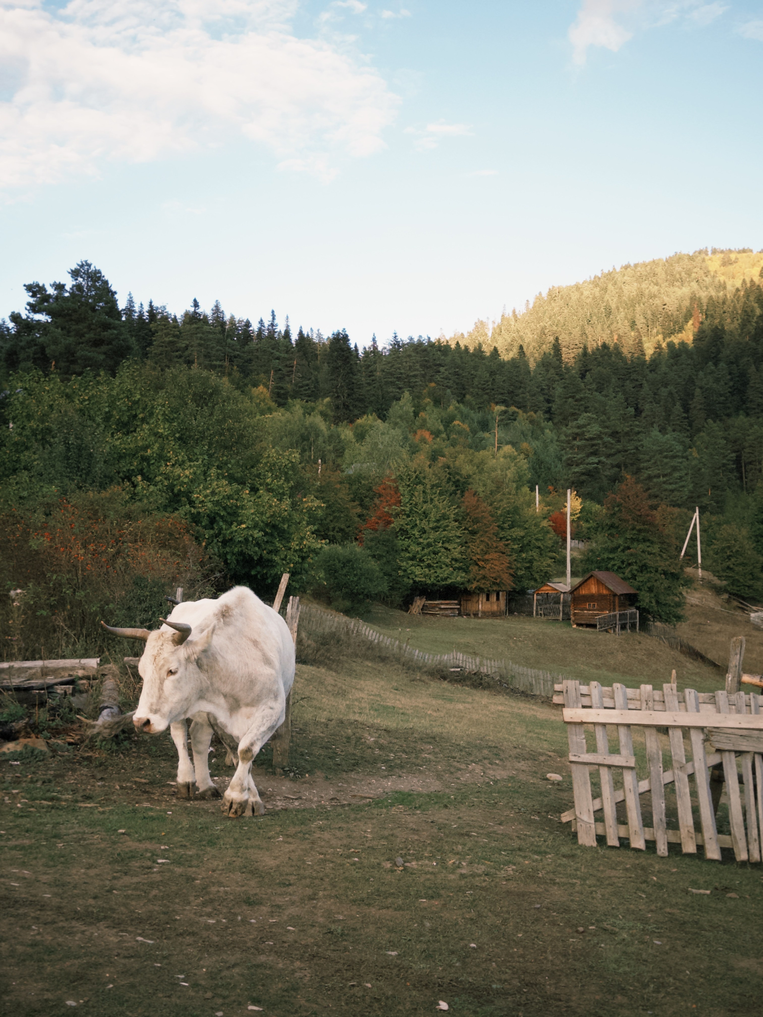 Автор: Darico Hasaya