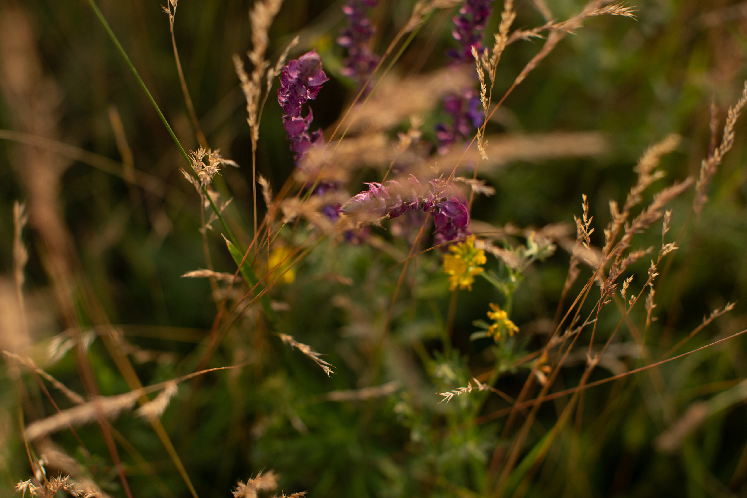 Полина+Артем. Свадебный и семейный Фотограф