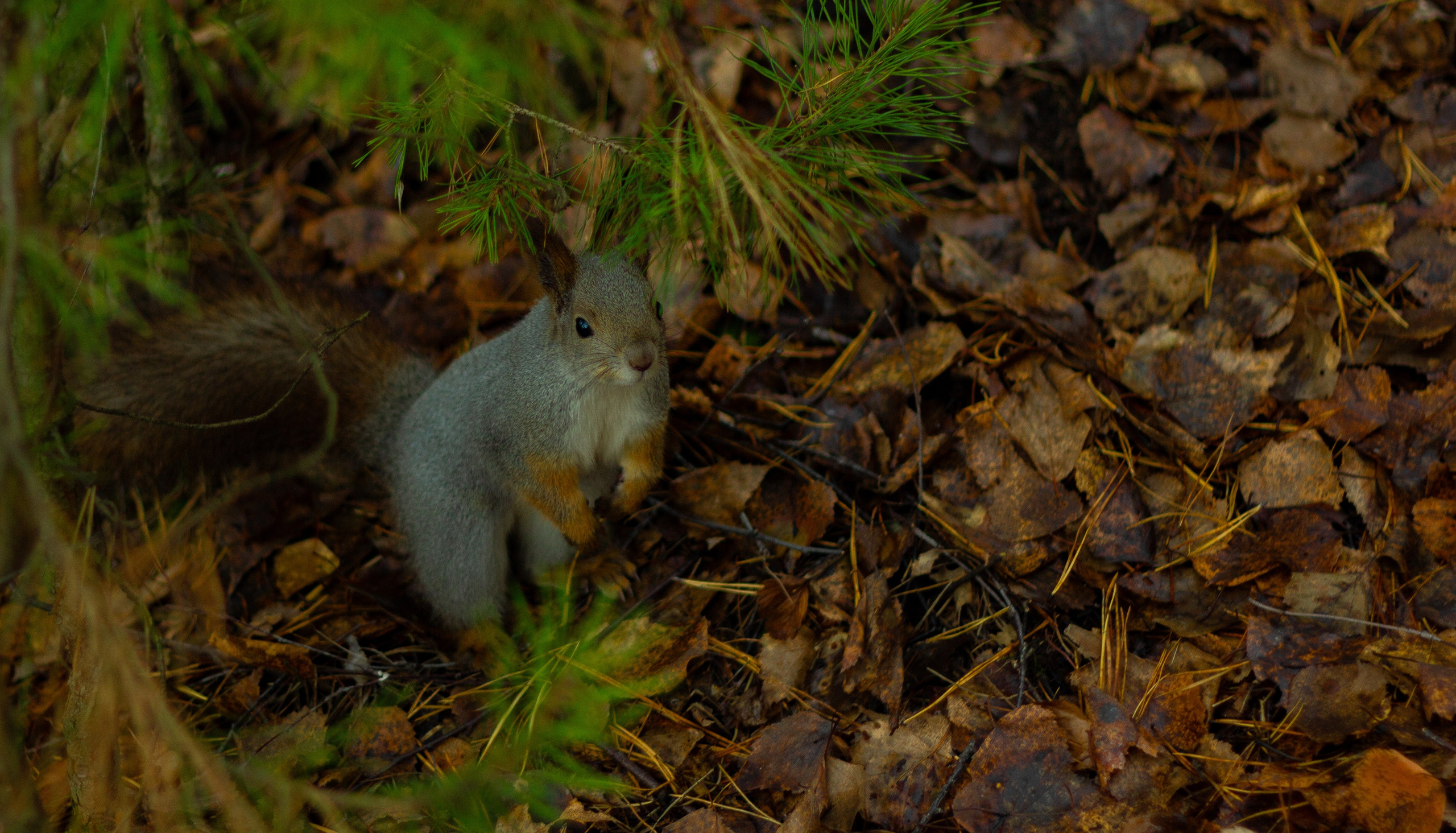 04.11.2024 | Сосновоборск. Kuznetsov | Фотограф в Красноярске