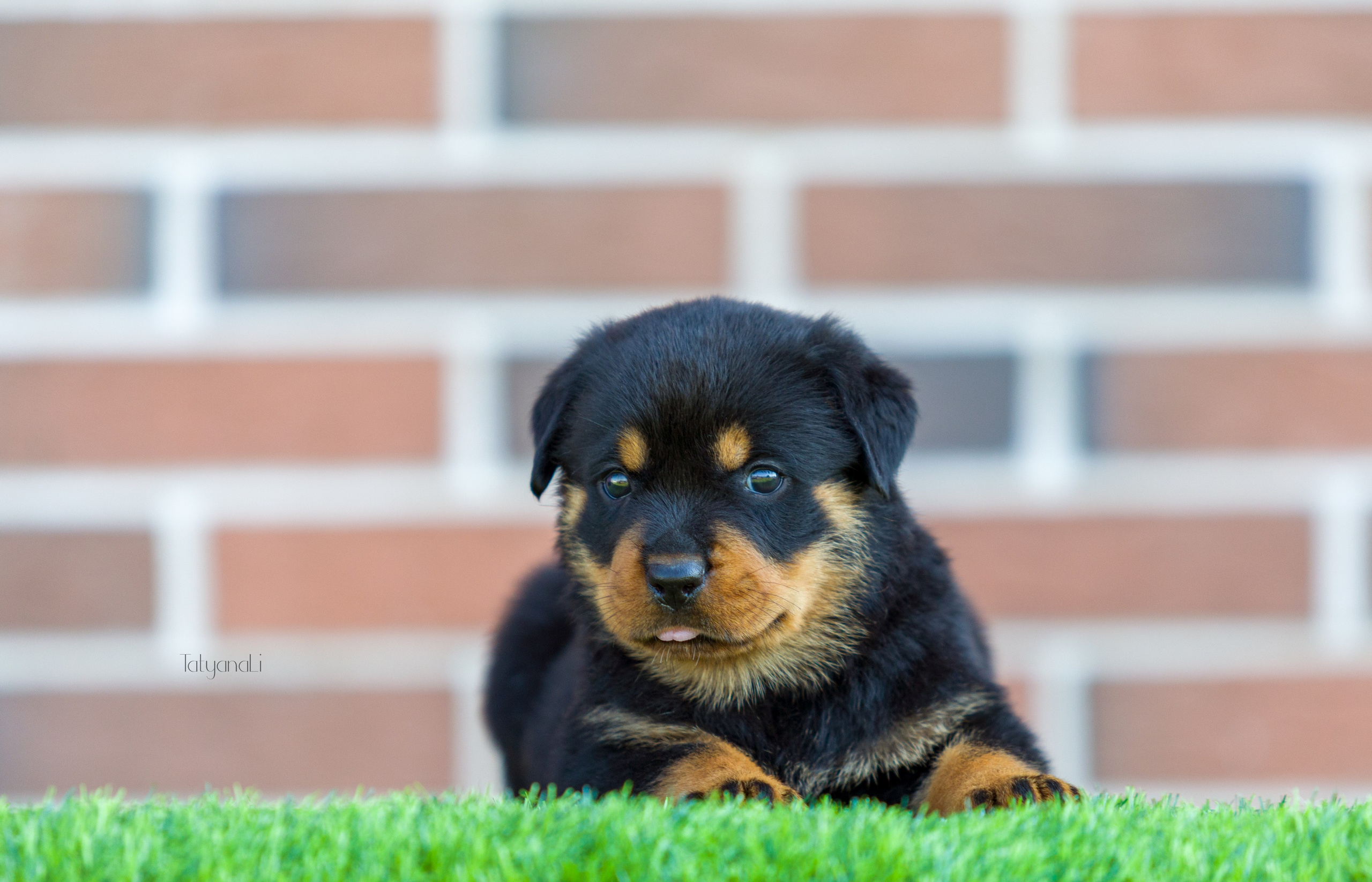 Ротвейлер. Фотограф — анималист Татьяна Ли