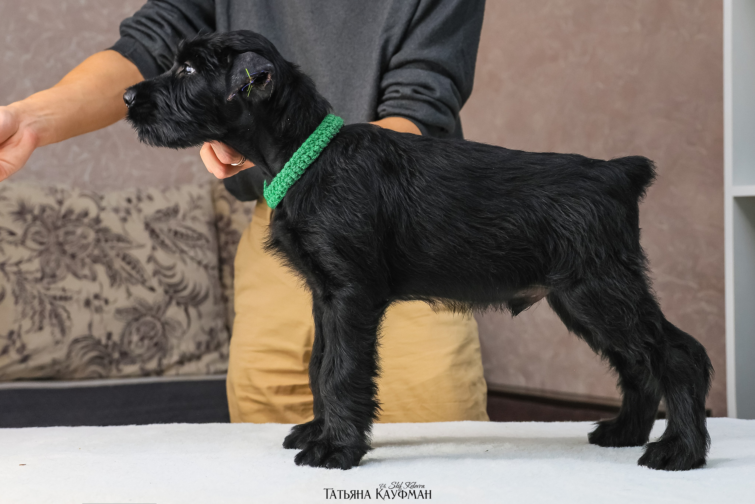 Ризеншнауцеры 2 месяца. Фотограф Анималист из Новосибирска Татьяна Кауфман