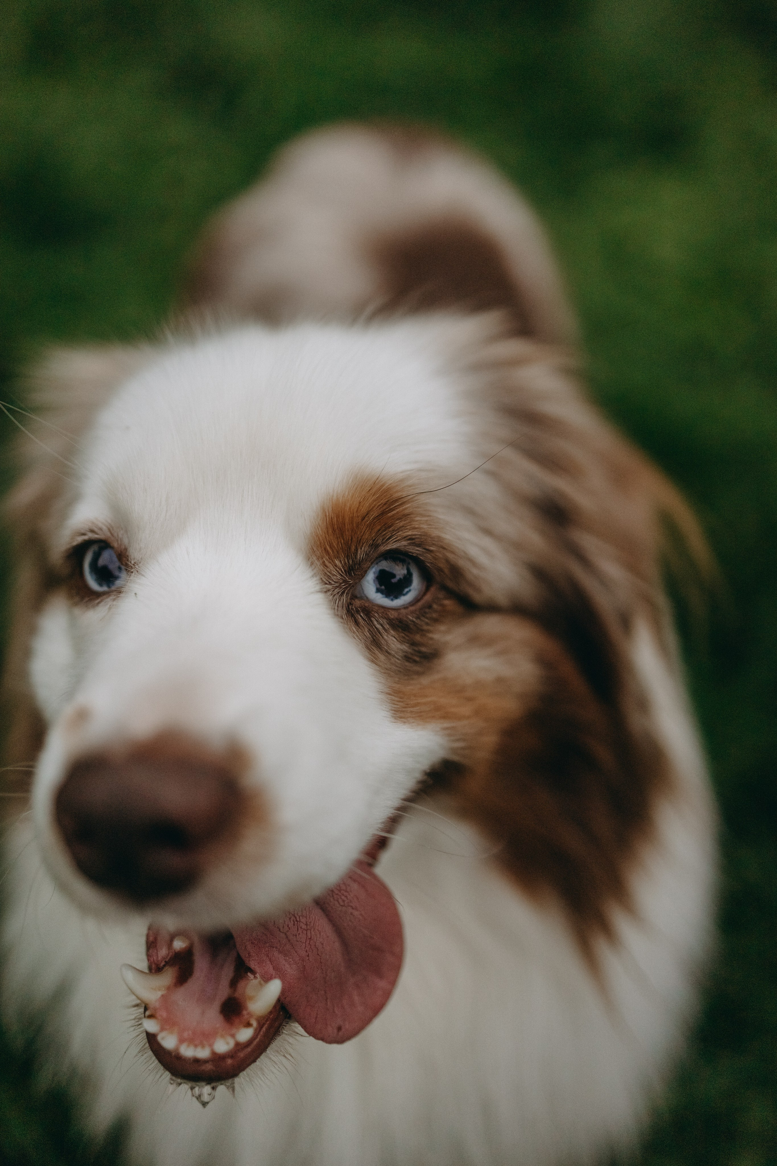 Маша и Эклер. Фотограф — Анималист | Санкт-Петербург