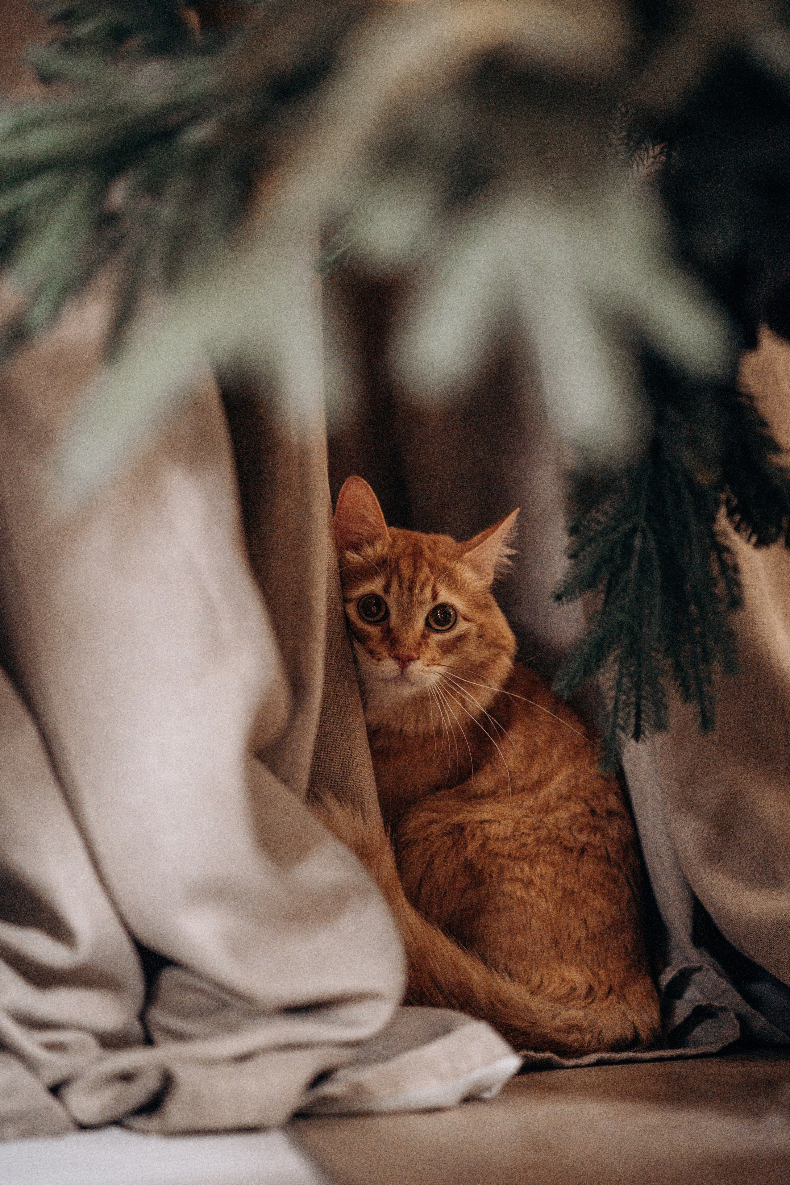 Эля и Франц. Фотограф — Анималист | Санкт-Петербург