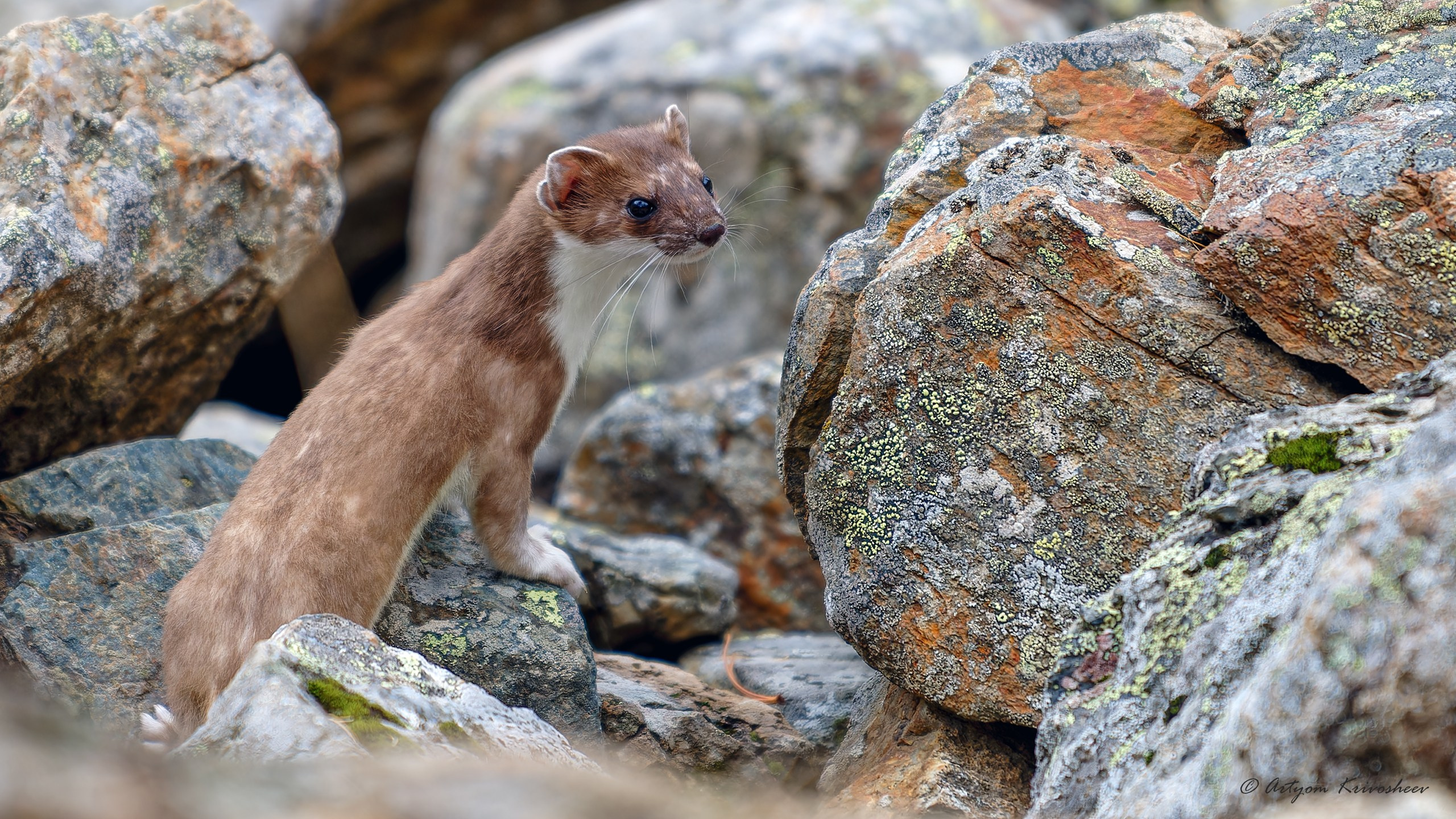 Фотоохота. Фотограф и путешественник Артём Кривошеев