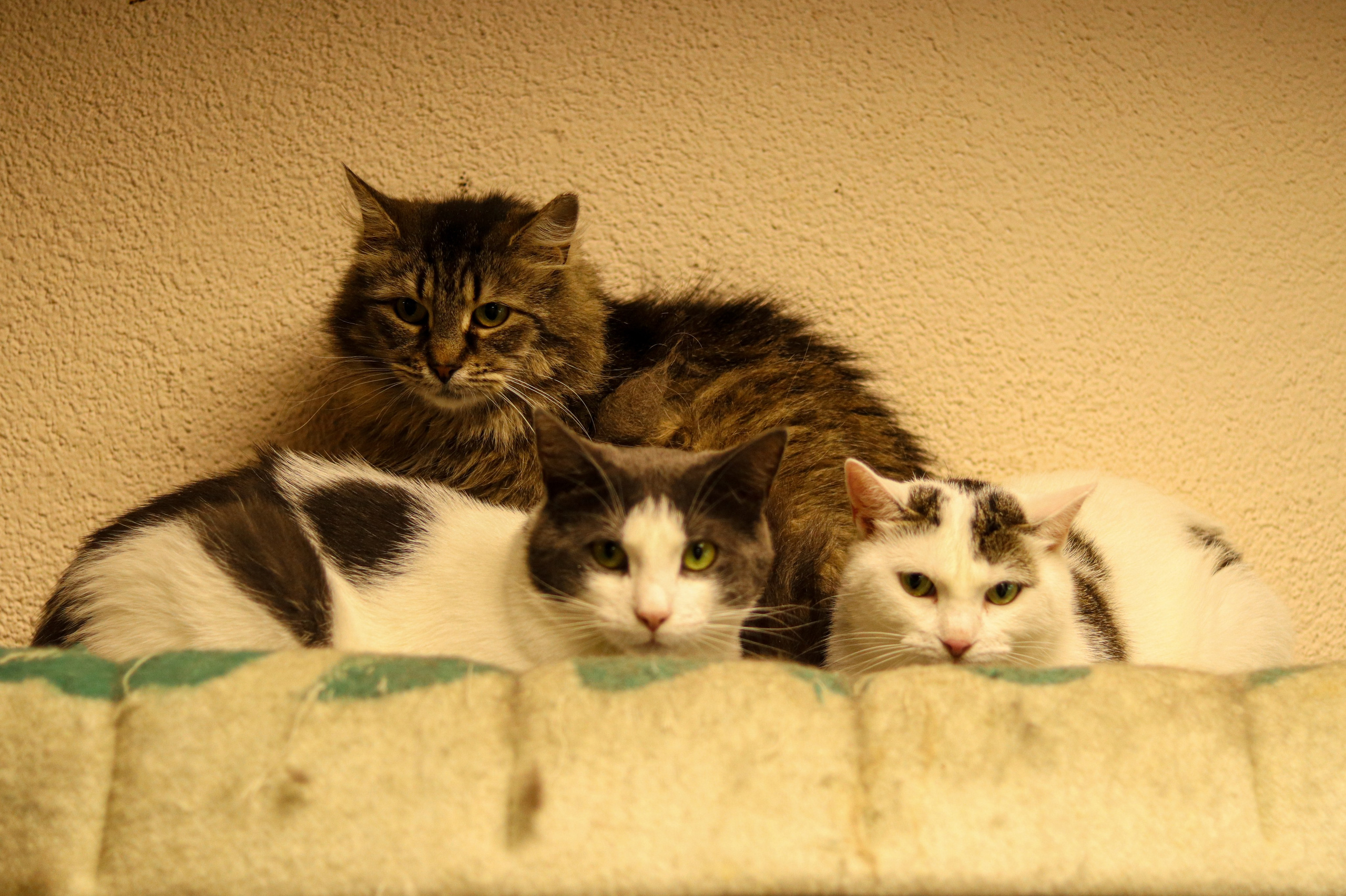 Петербургский дом кота (27 июня 2024). Ивентный фотограф в Санкт-Петербурге Олег Комков