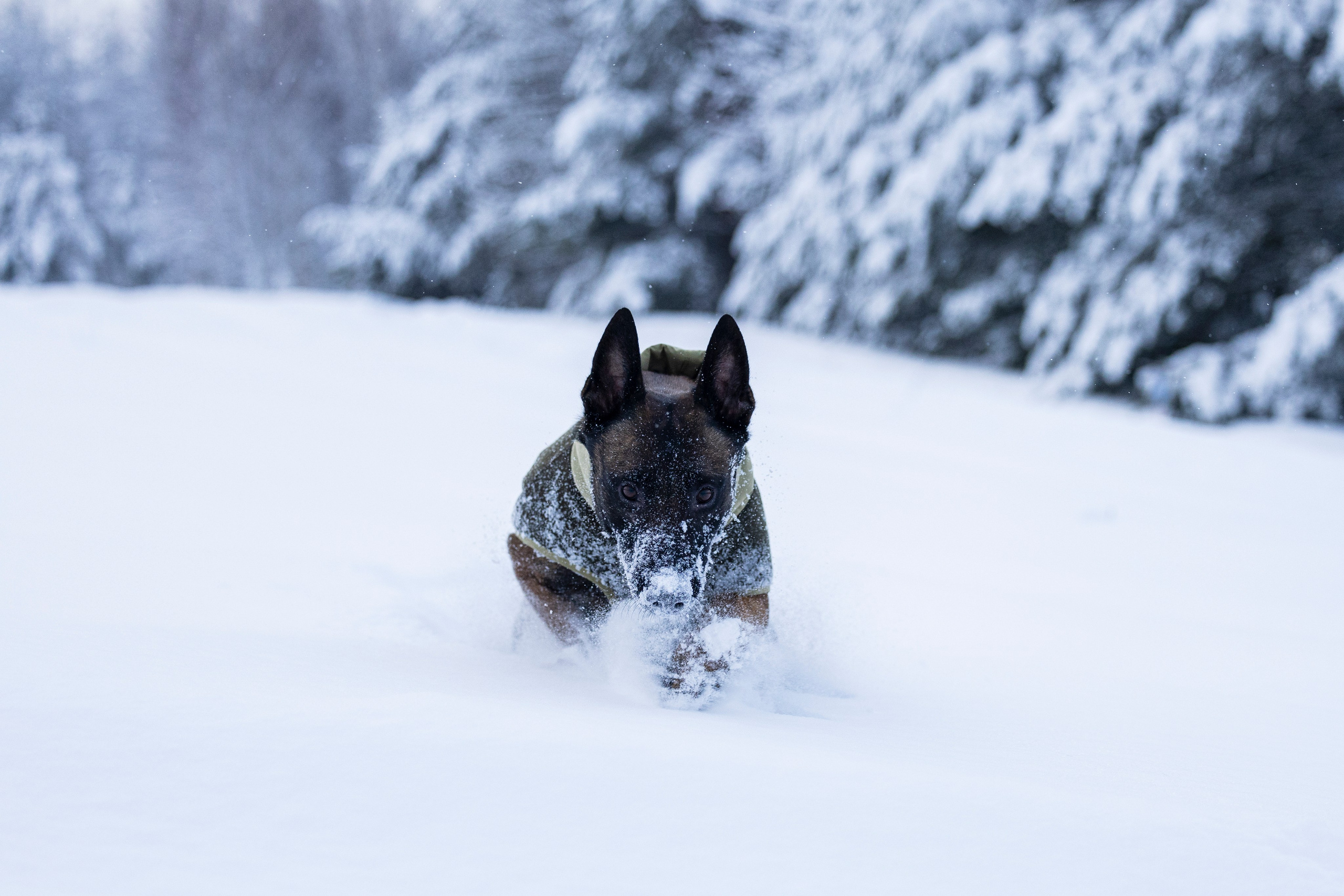 Брейвхунд. Фотограф-анималист Анна Маринич